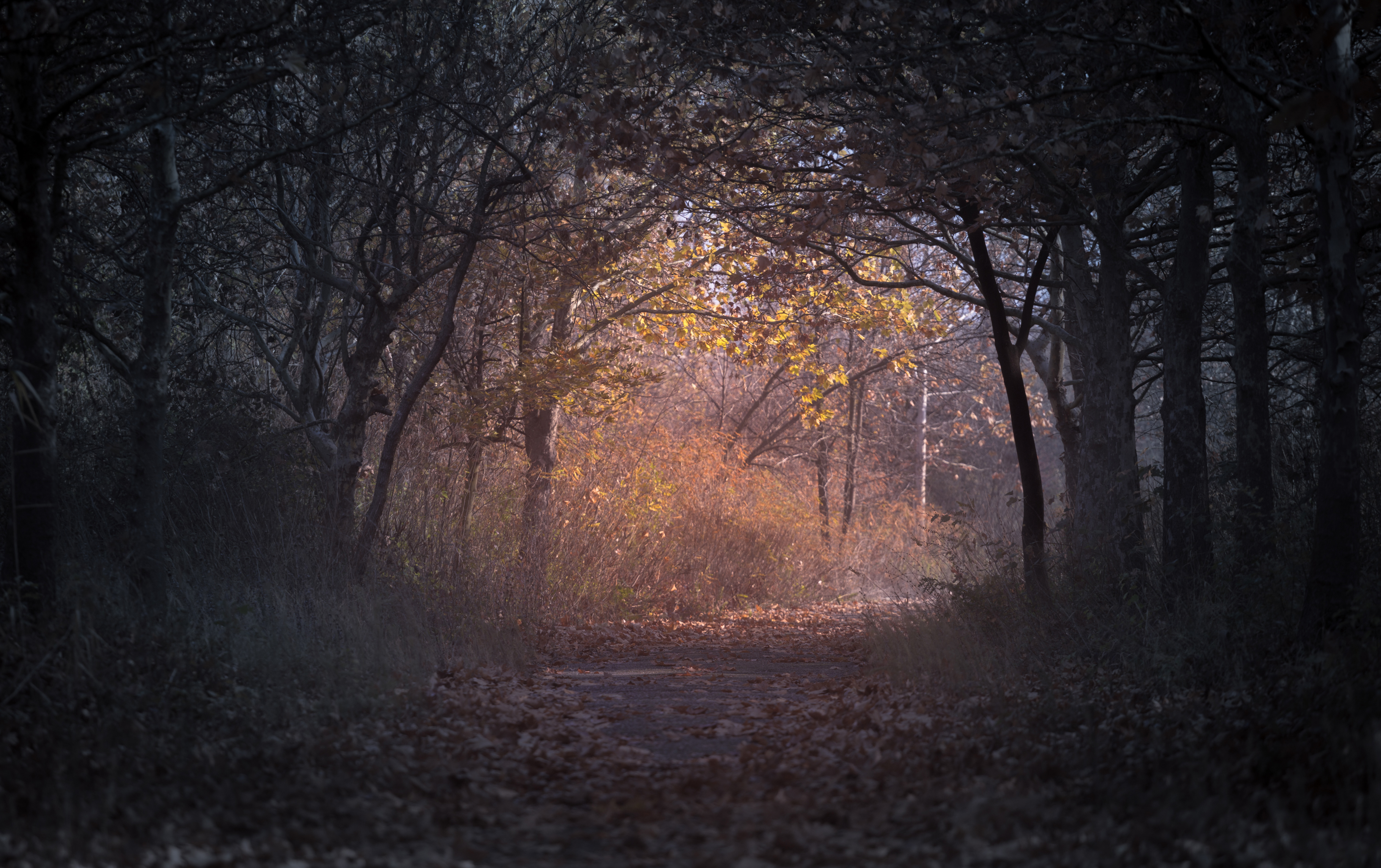 Autumn forest path with golden light HD Wallpaper