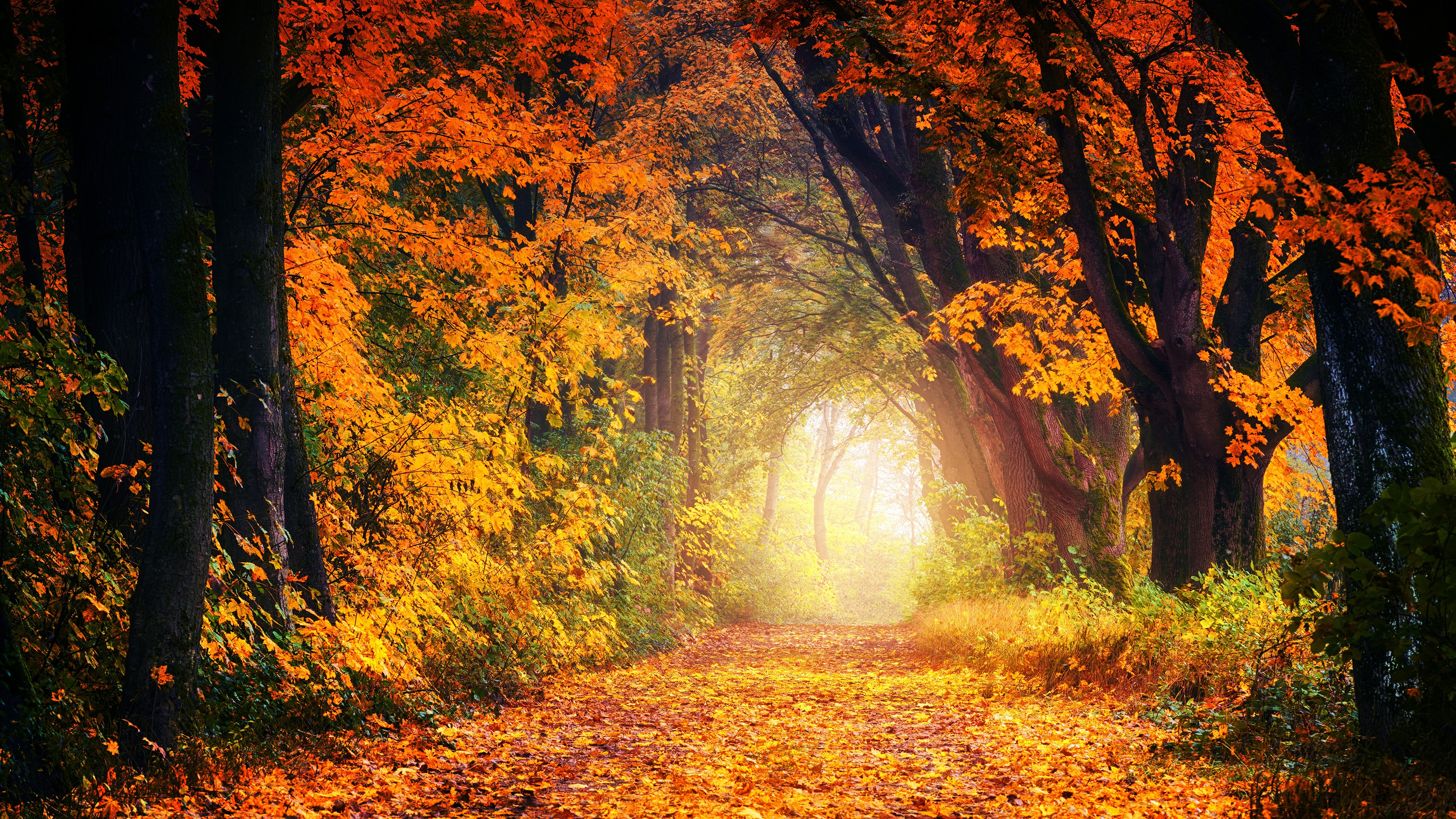 Autumn path through a forest with fallen leaves HD Wallpaper
