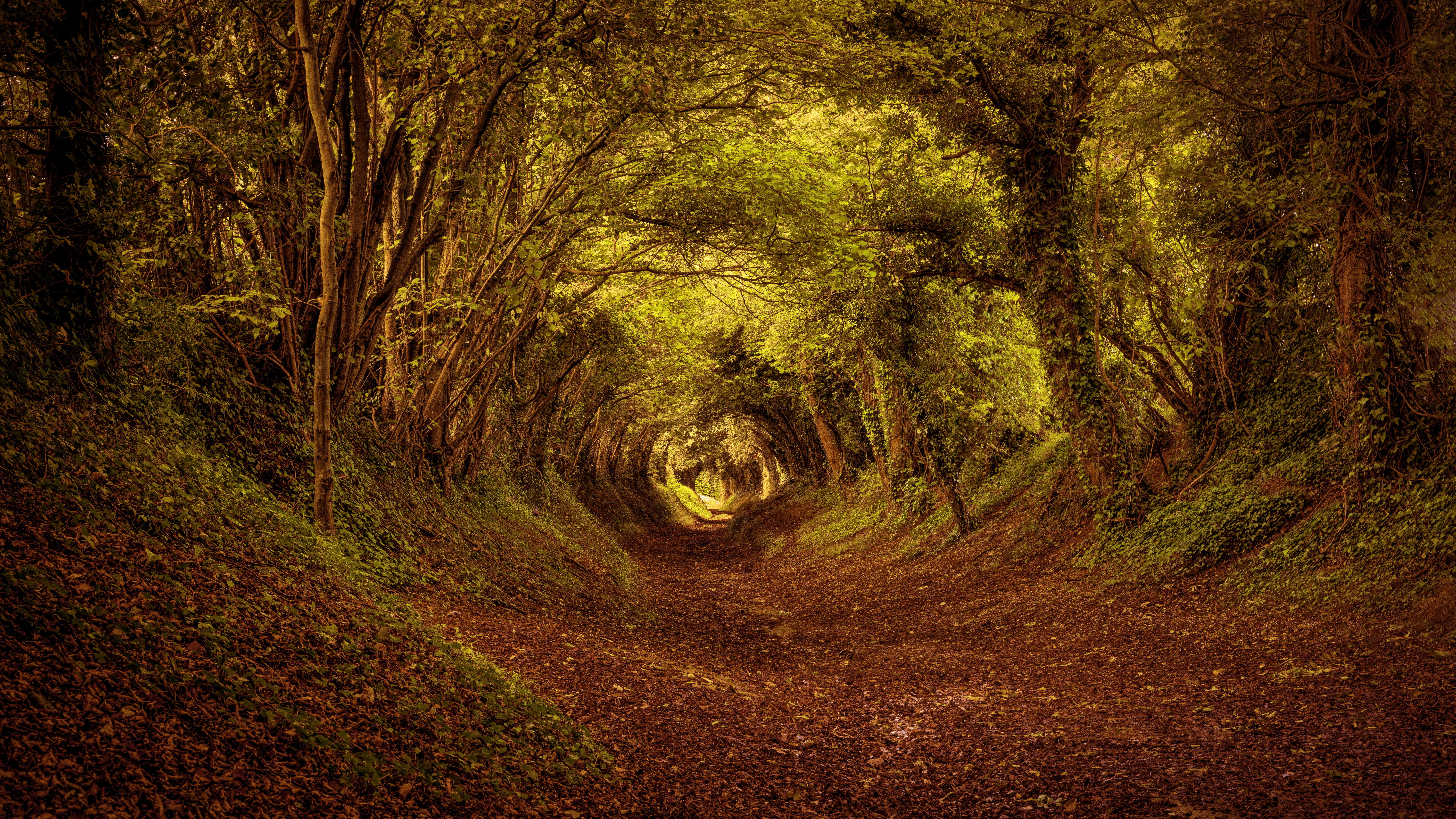 A winding forest path covered in fallen leaves HD Wallpaper