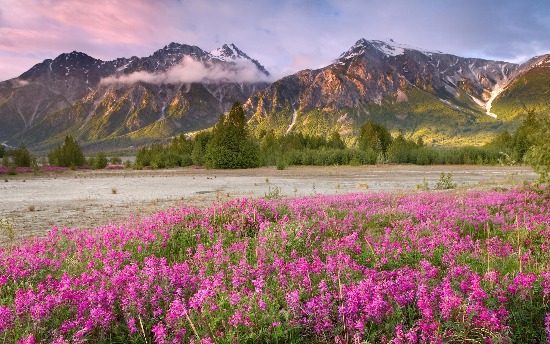 Pink wildflowers in front of mountains at sunset HD Wallpaper