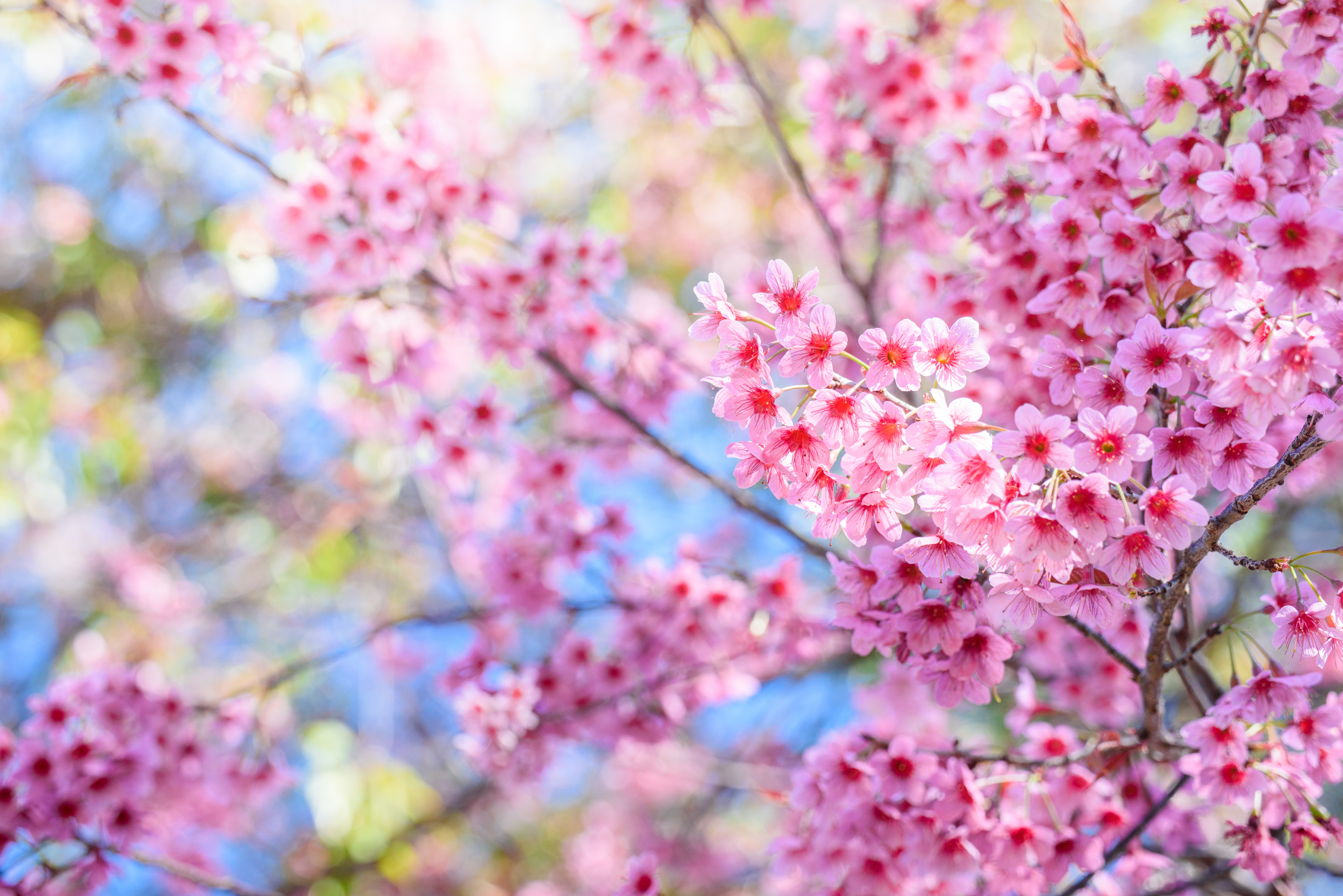 Pink Cherry Blossoms in Bloom HD Wallpaper