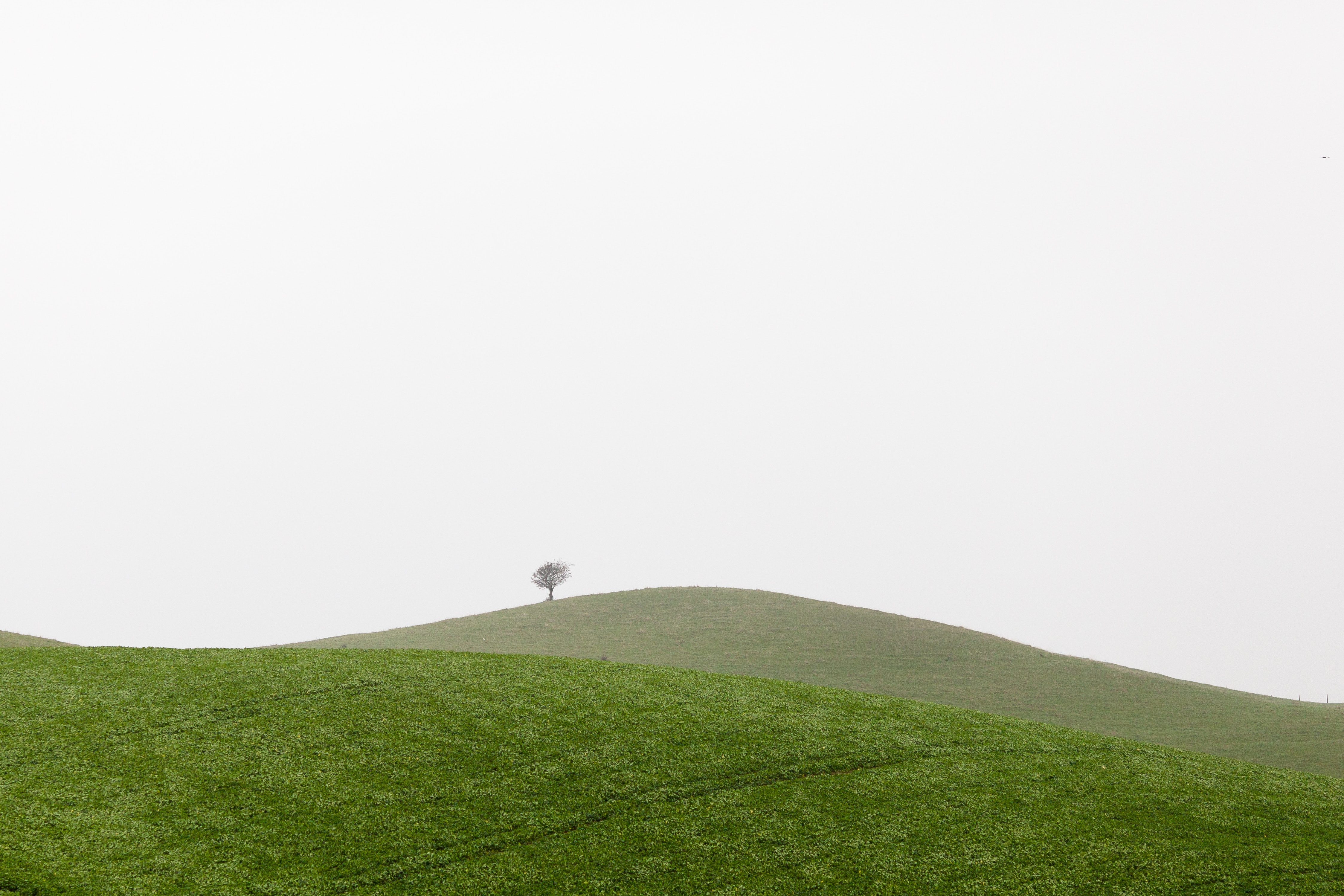 Lone tree on a misty green hill HD Wallpaper