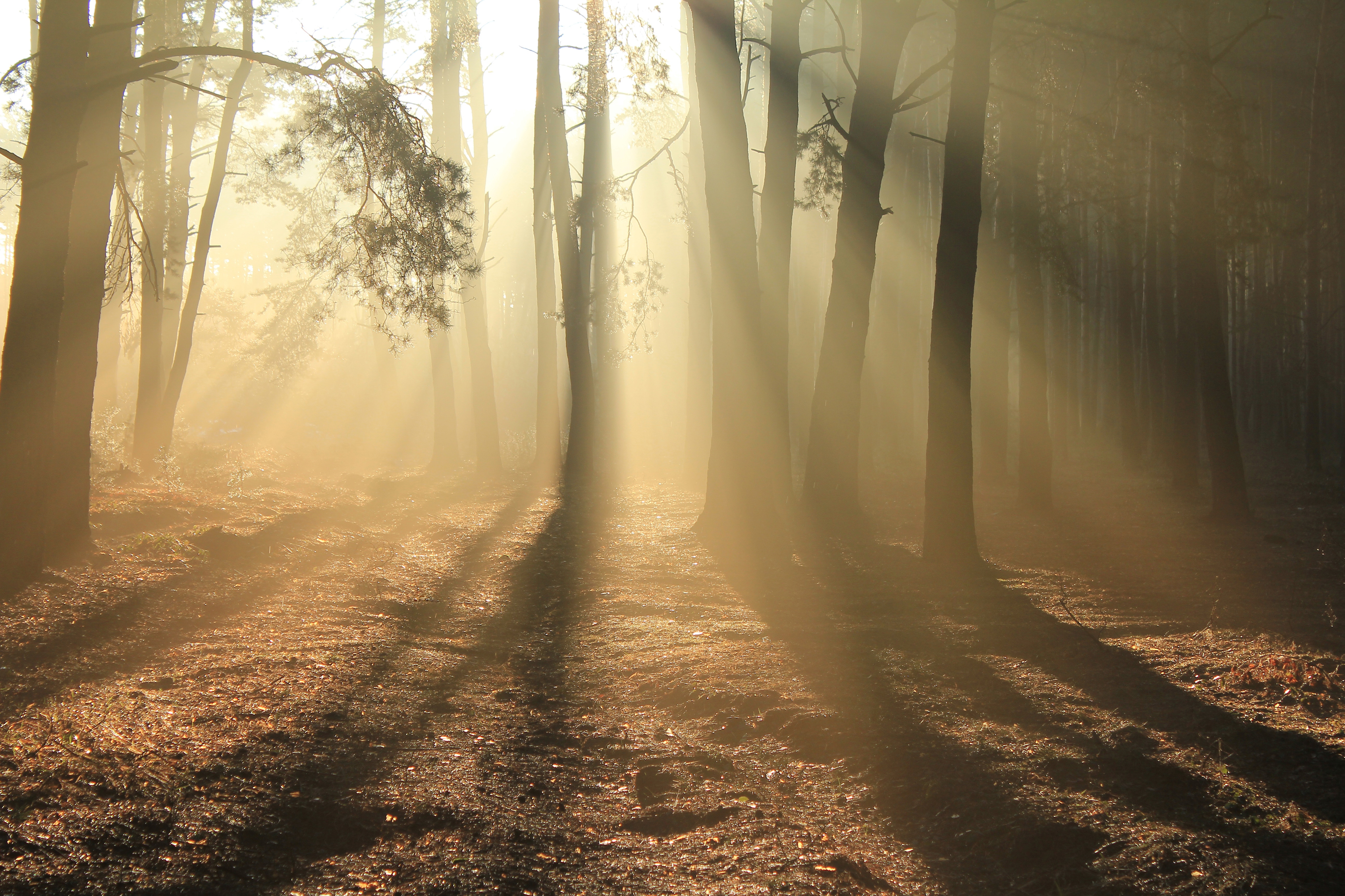 Sunlight filtering through trees in a forest HD Wallpaper