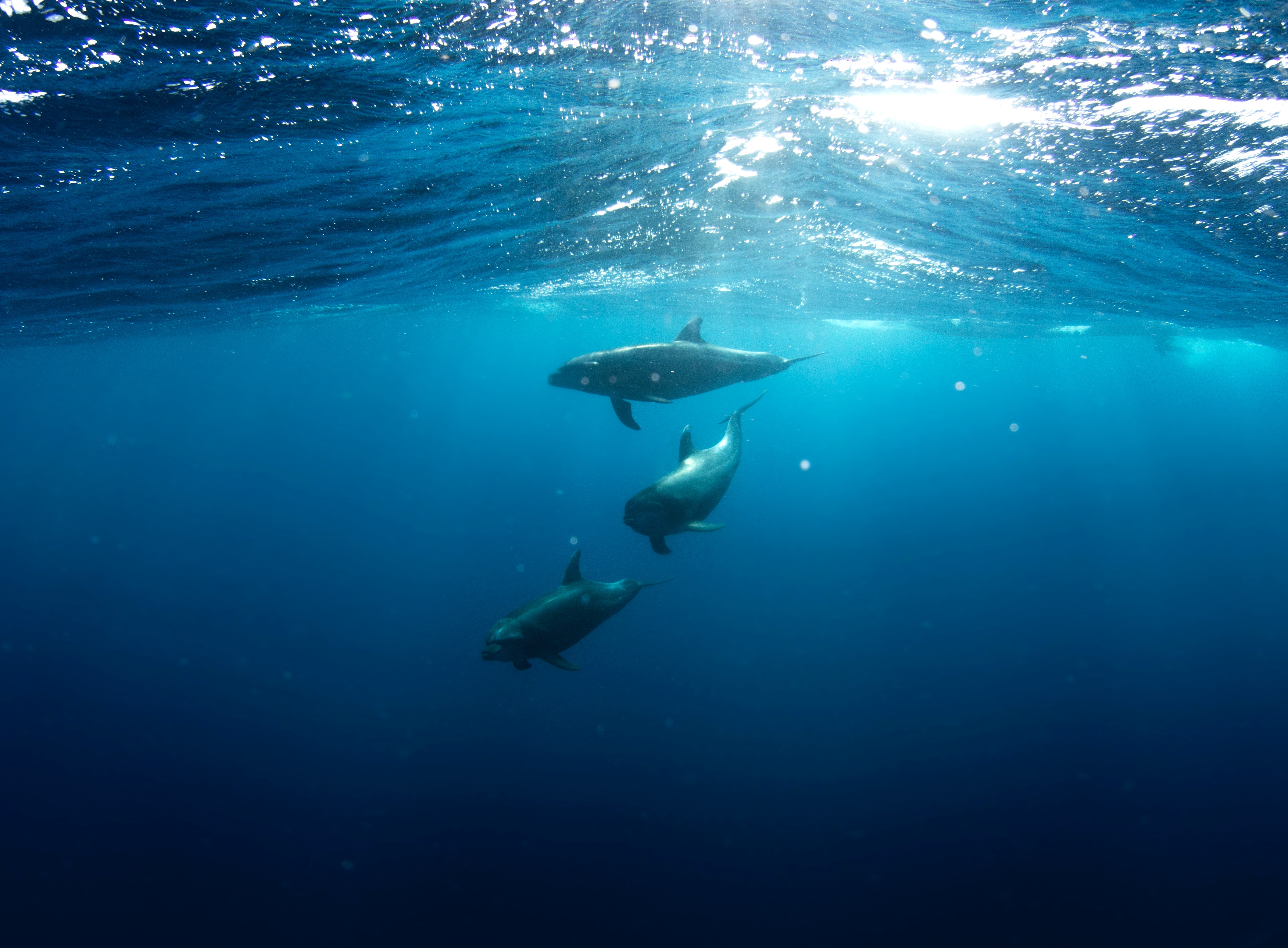 Three dolphins swim in the deep blue ocean HD Wallpaper