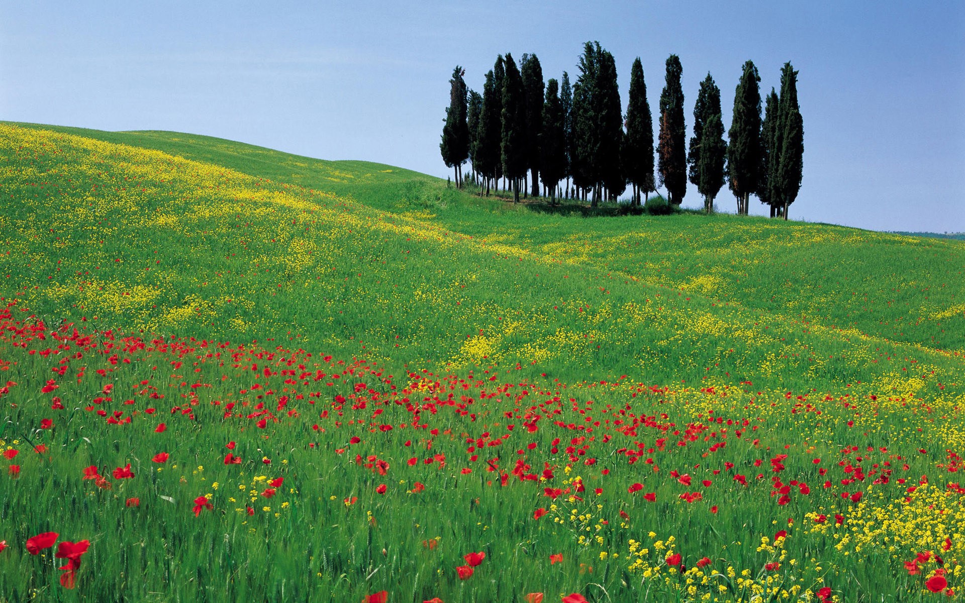 Rolling green hills with cypress trees and wildflowers HD Wallpaper