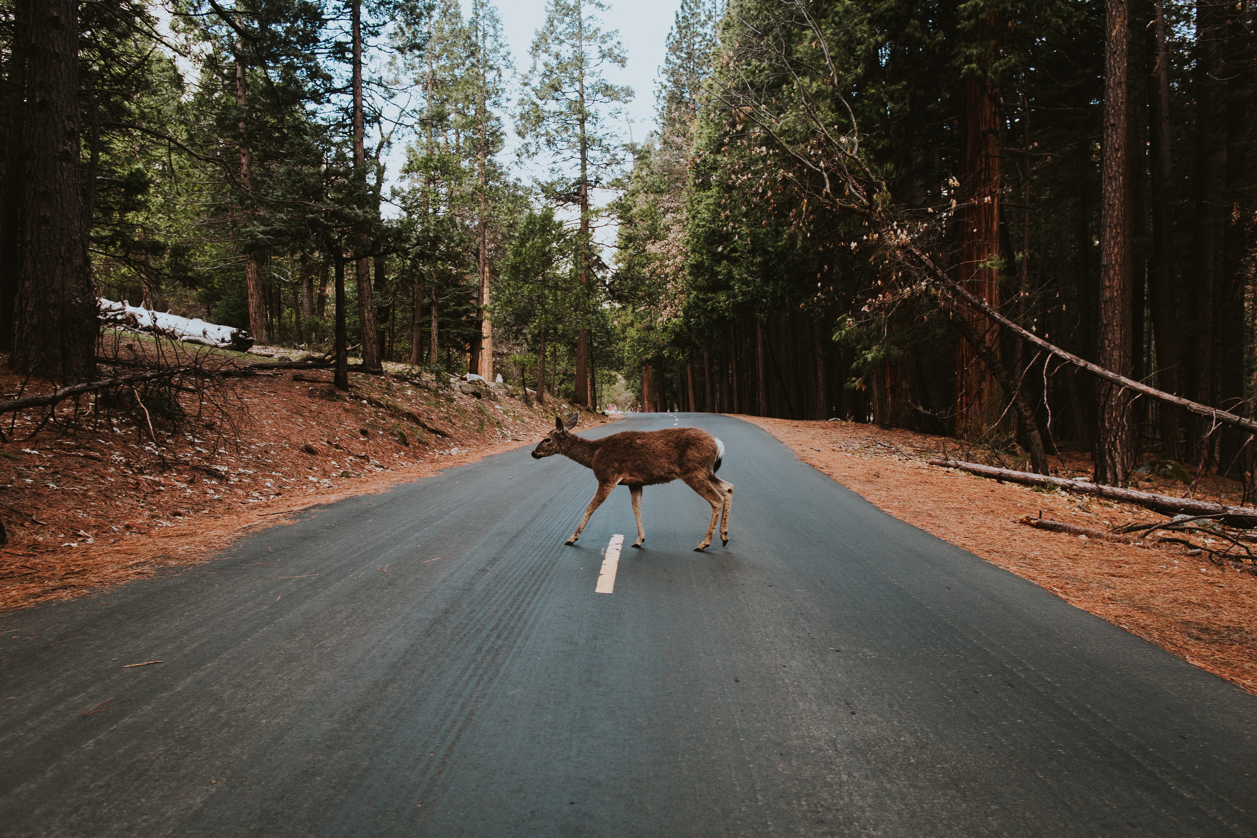 Deer crossing a road in Yosemite forest HD Wallpaper