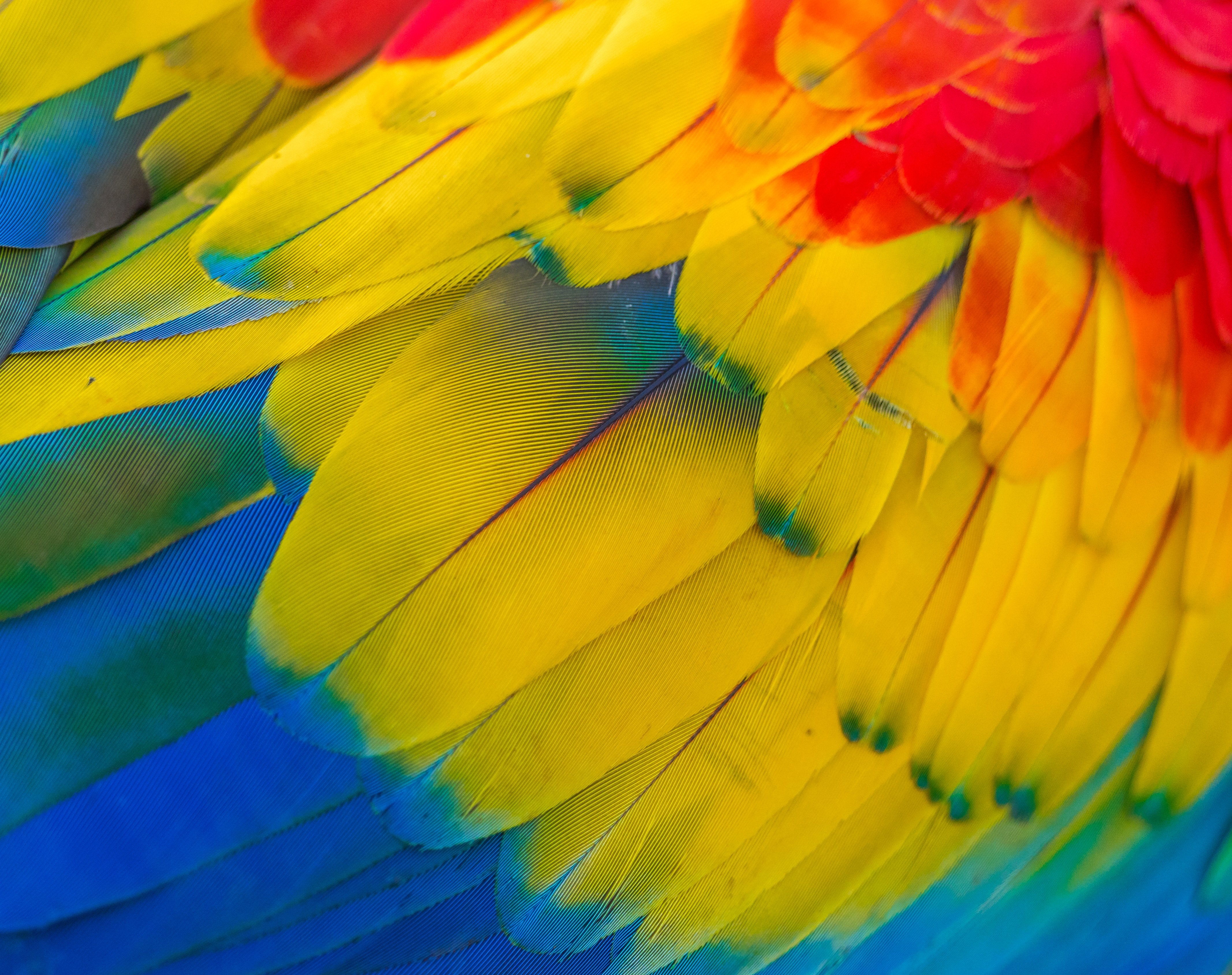 Close-up of colorful macaw feathers HD Wallpaper
