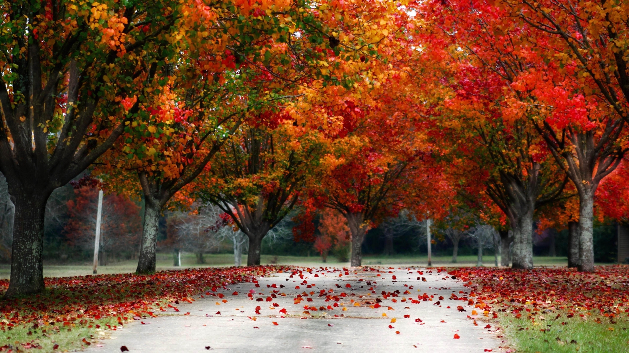 Autumn trees lining a road with fallen leaves HD Wallpaper
