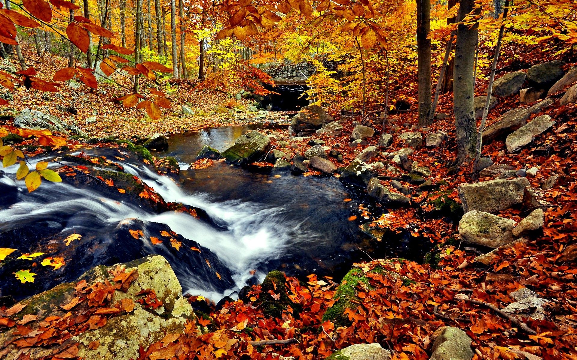 Autumn stream with fallen leaves and rocks HD Wallpaper