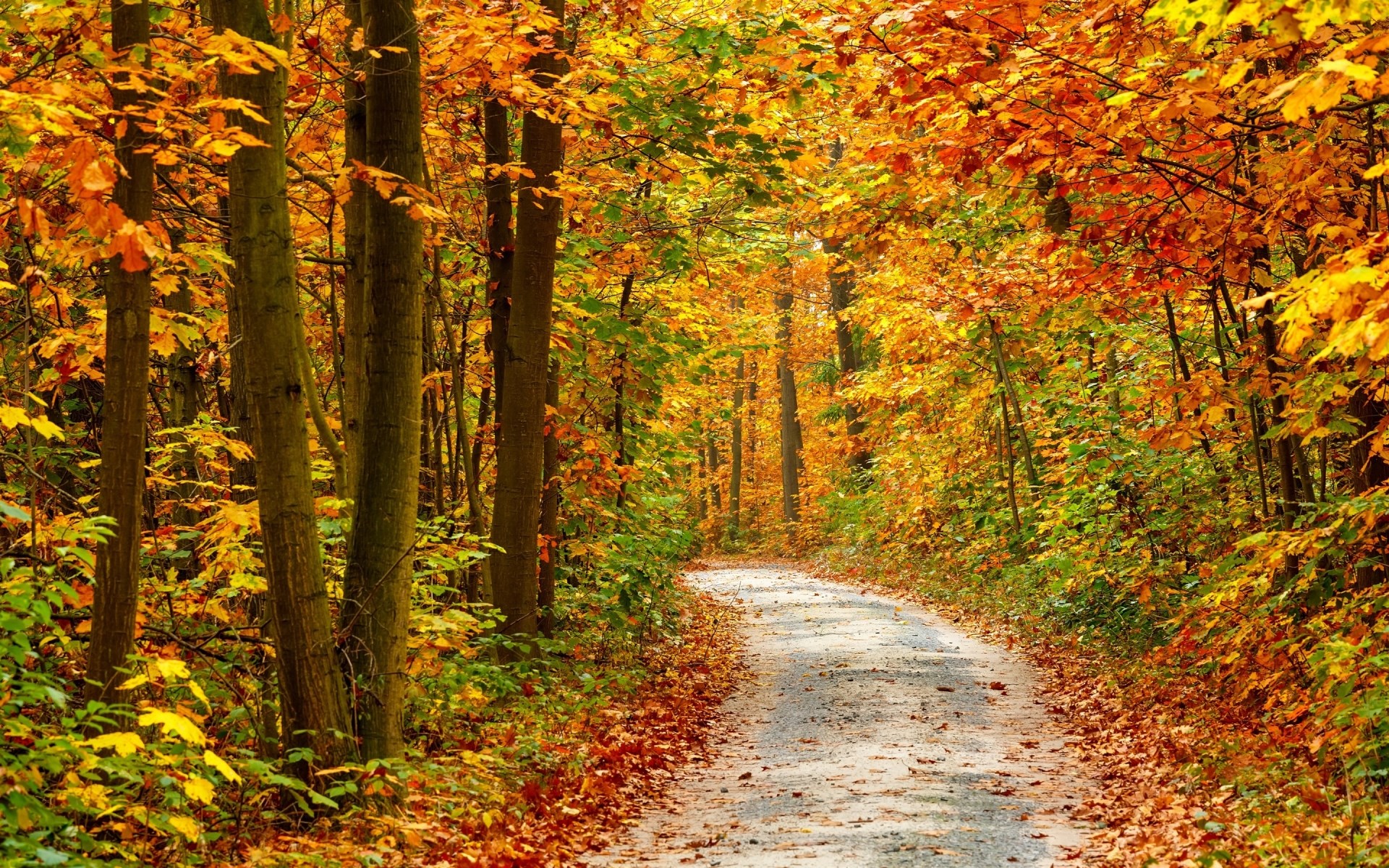 Autumn forest path with colorful leaves HD Wallpaper