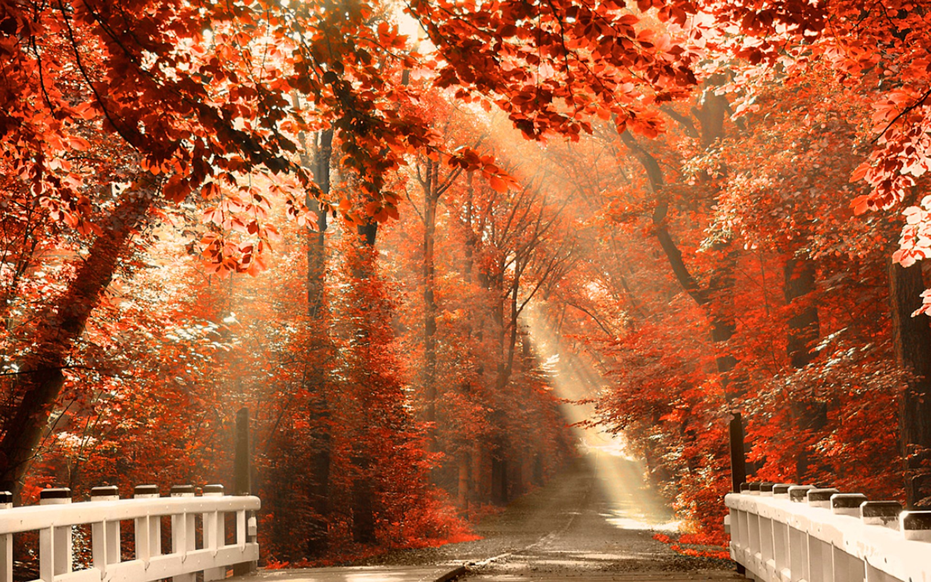 Autumn forest path with sunbeams HD Wallpaper