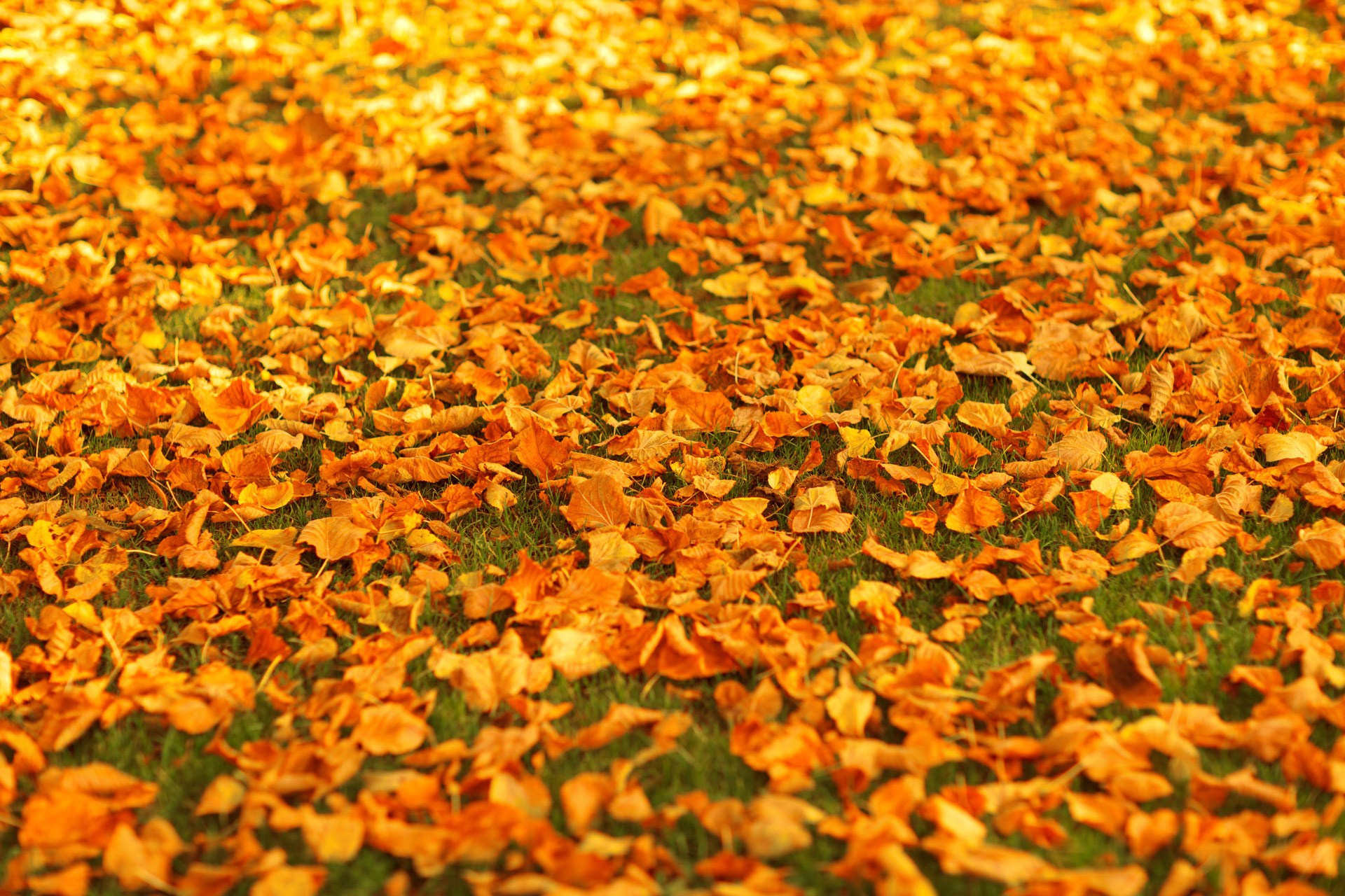 Autumn leaves on green grass HD Wallpaper