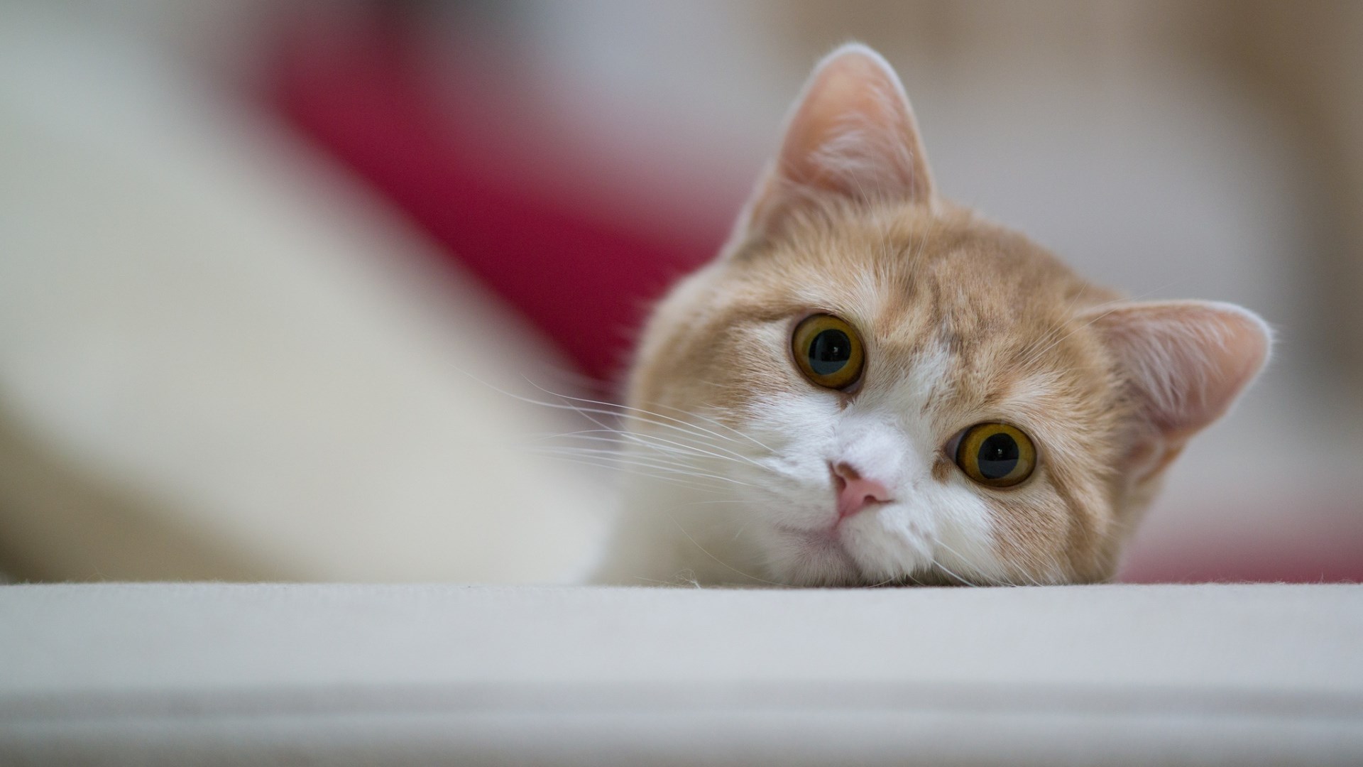 A ginger and white cat peeking over a surface HD Wallpaper