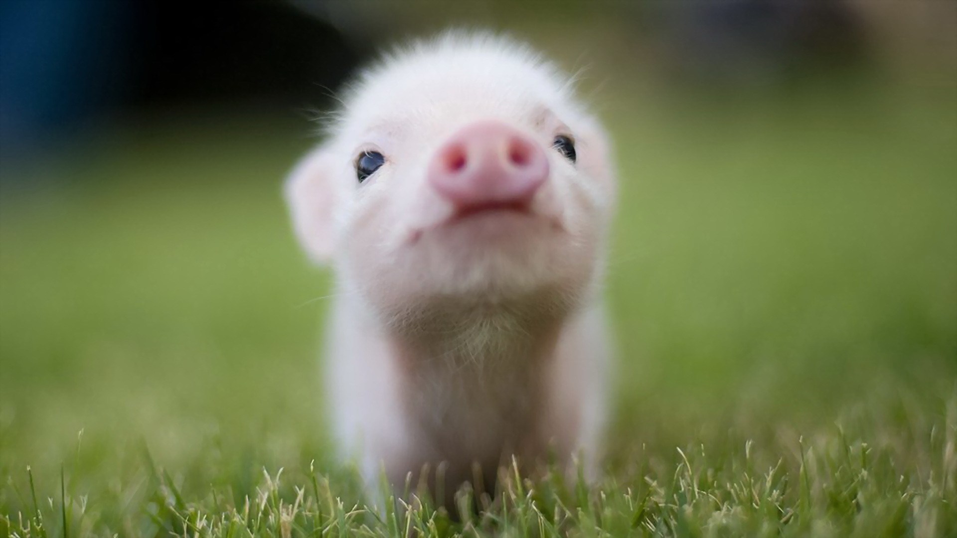Close-up of a baby piglet in grass HD Wallpaper