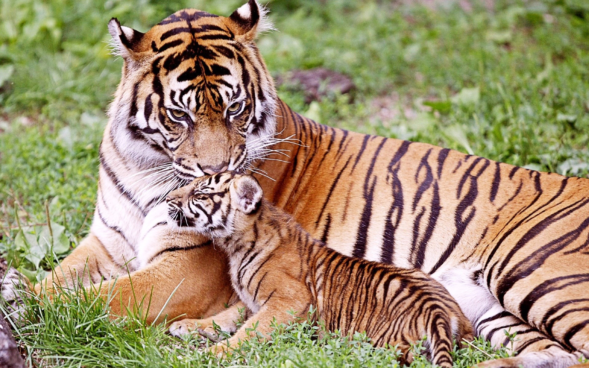 Tiger mother and cub resting in grass HD Wallpaper
