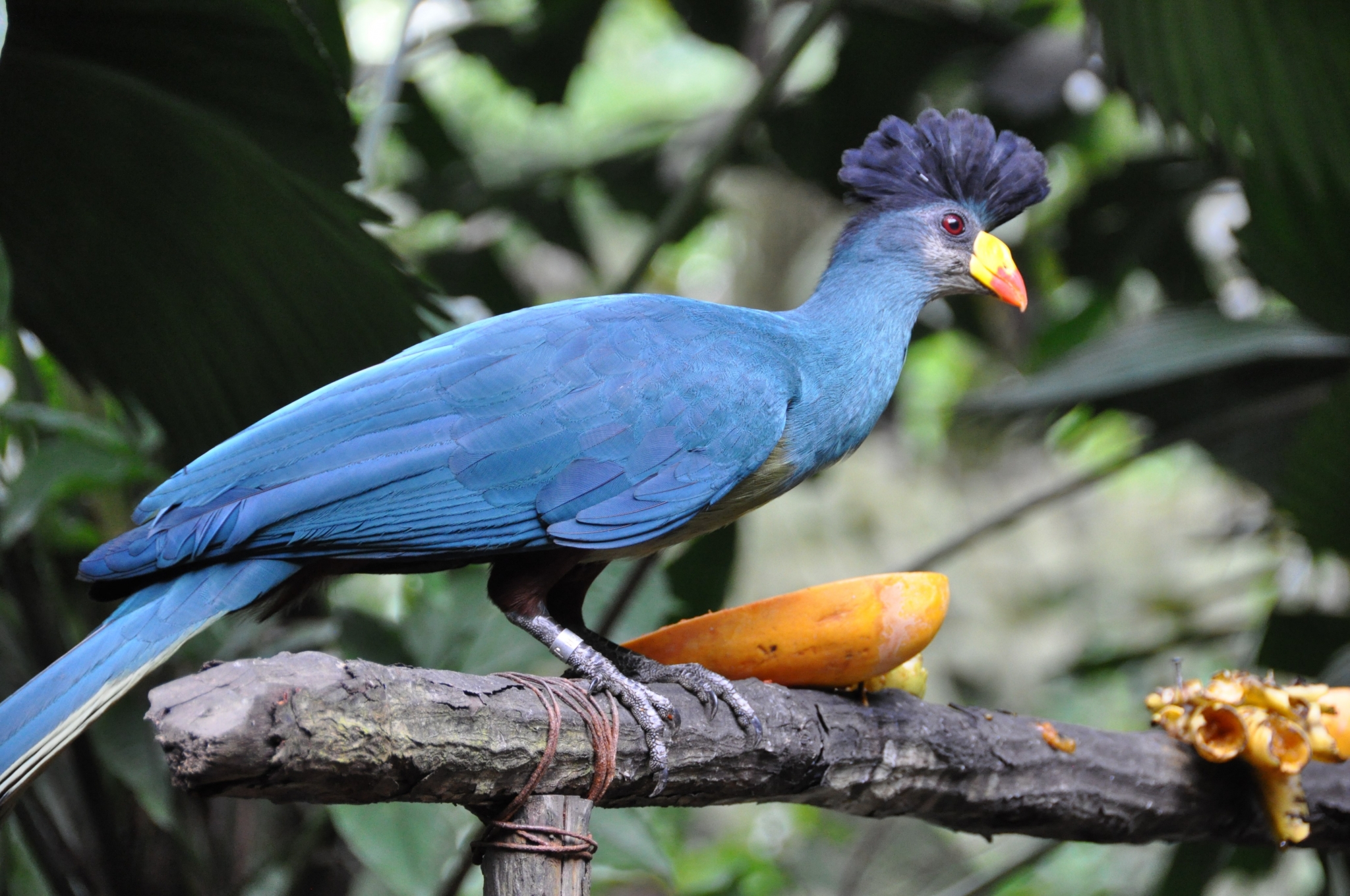 Blue bird with crest eating fruit on a branch HD Wallpaper