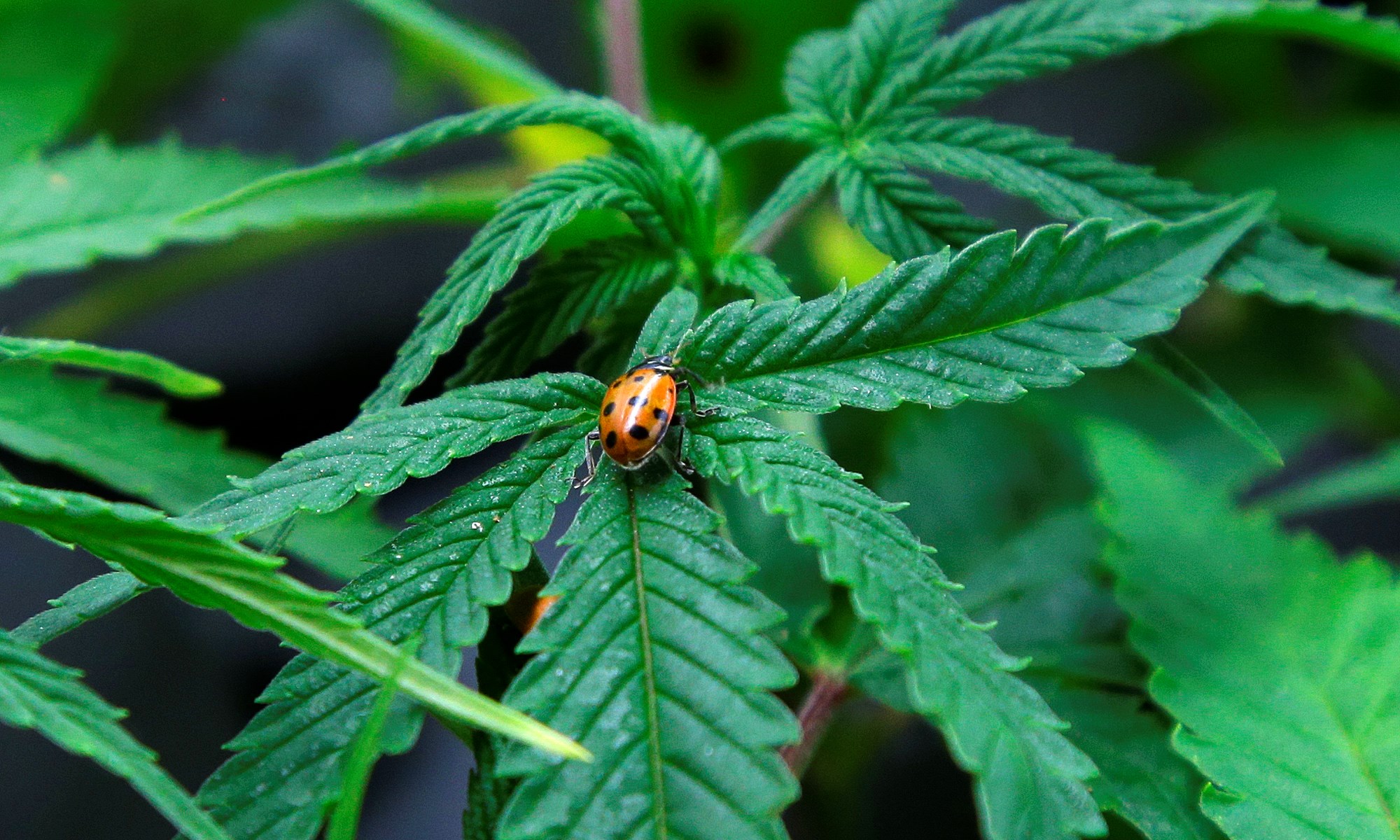 Ladybug on a Marijuana Leaf HD Wallpaper