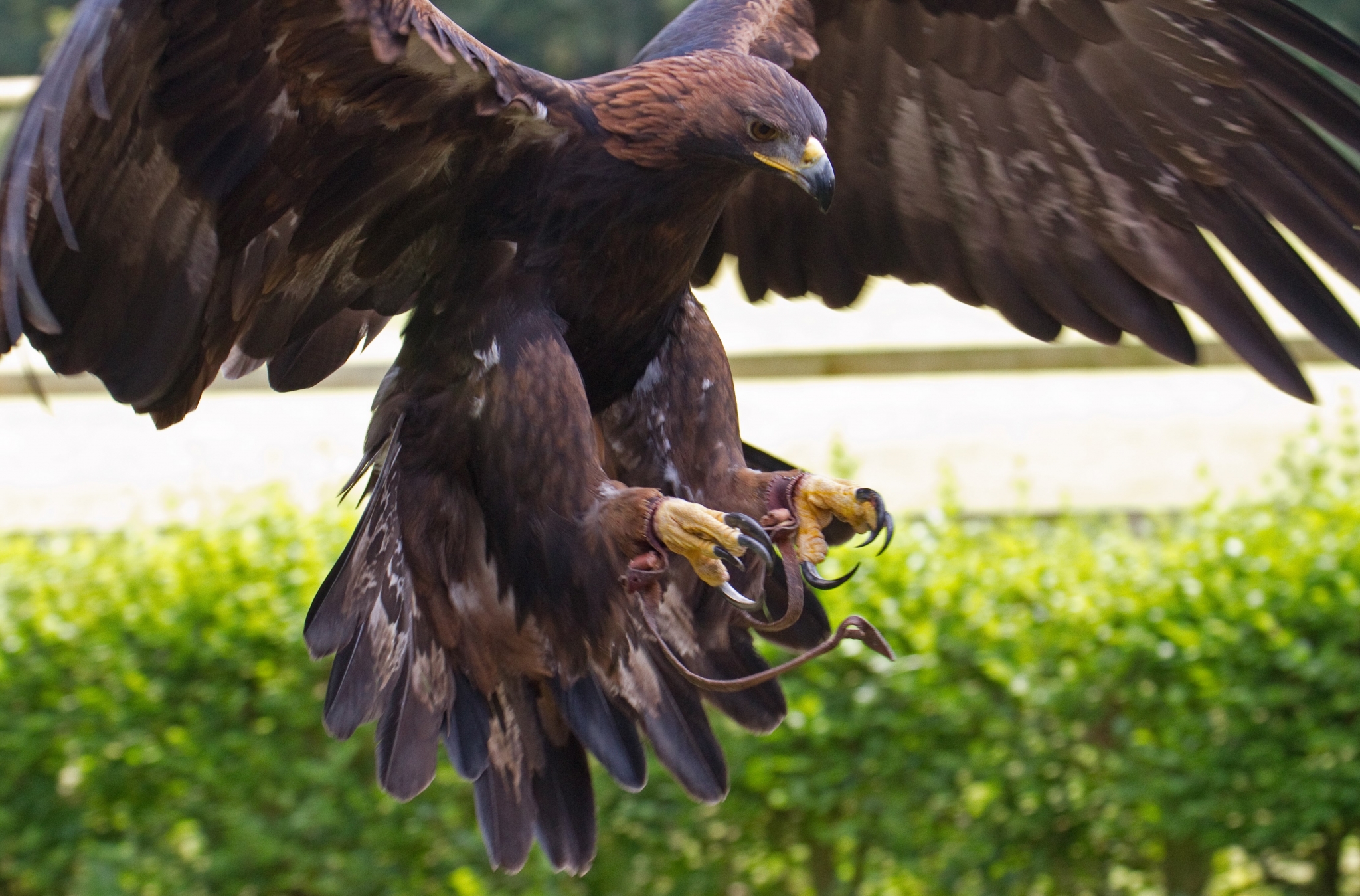 Golden eagle in flight with talons extended HD Wallpaper