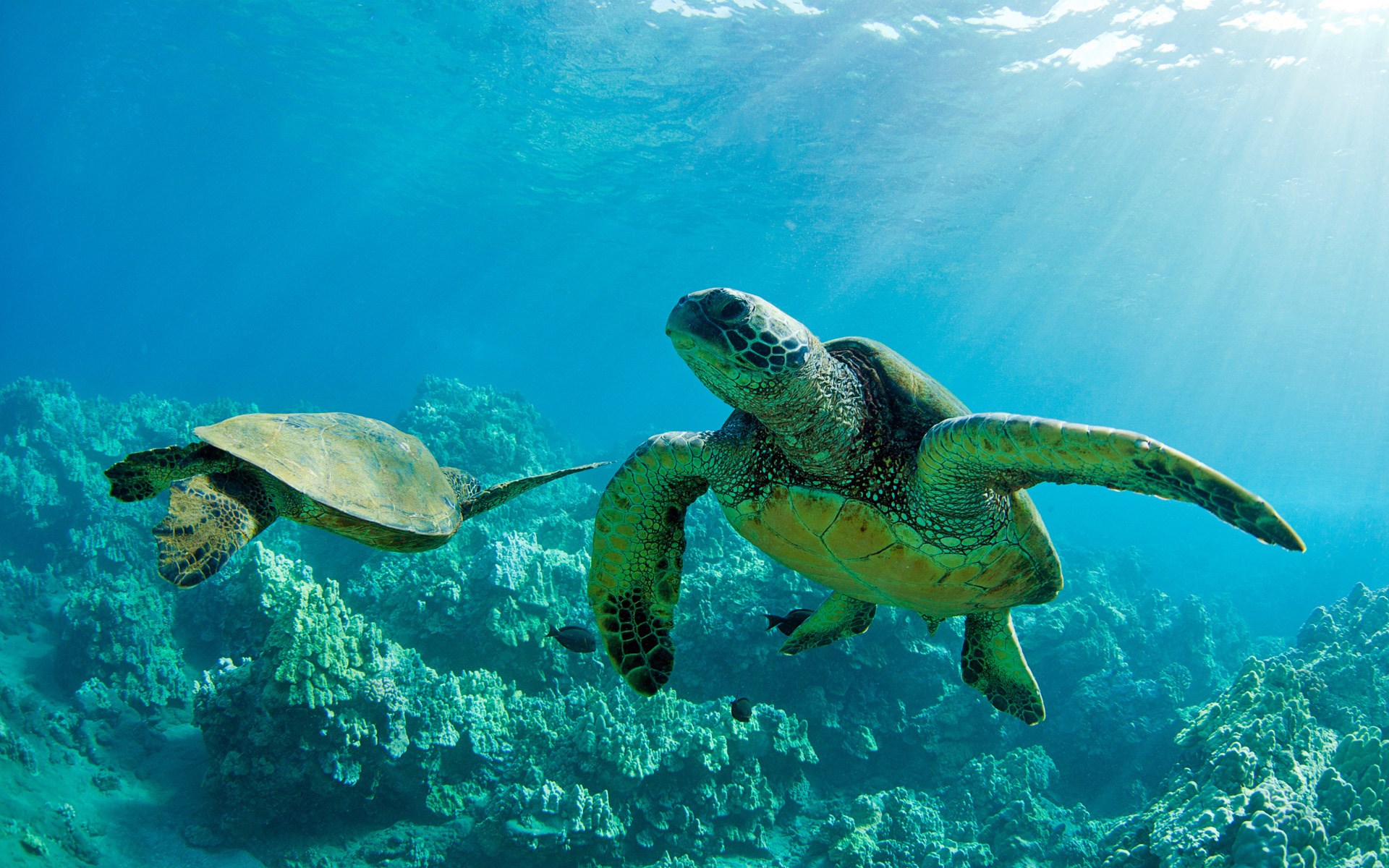 Two sea turtles swim near coral reefs in Hawaii HD Wallpaper