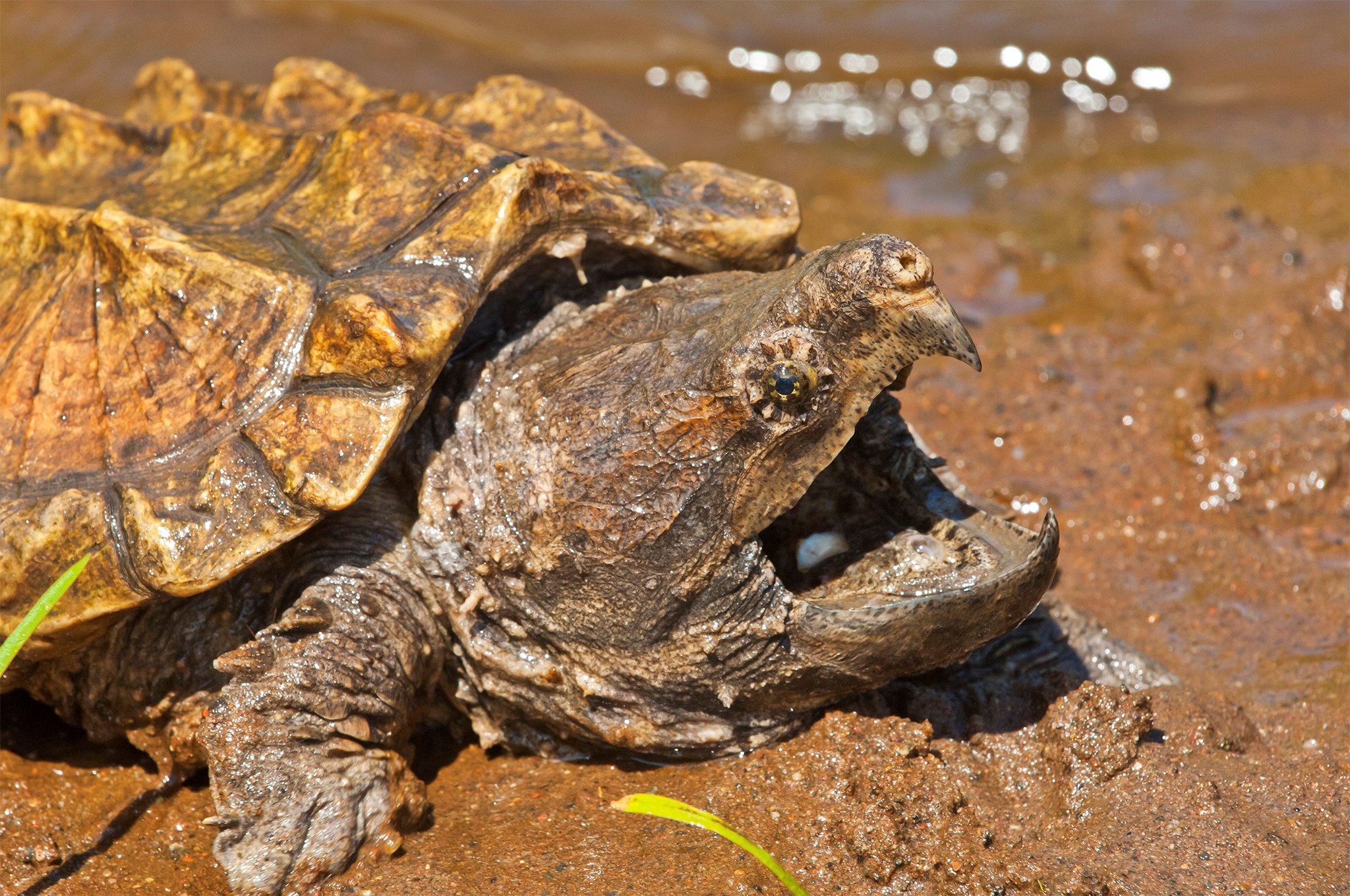 Alligator snapping turtle with mouth open HD Wallpaper