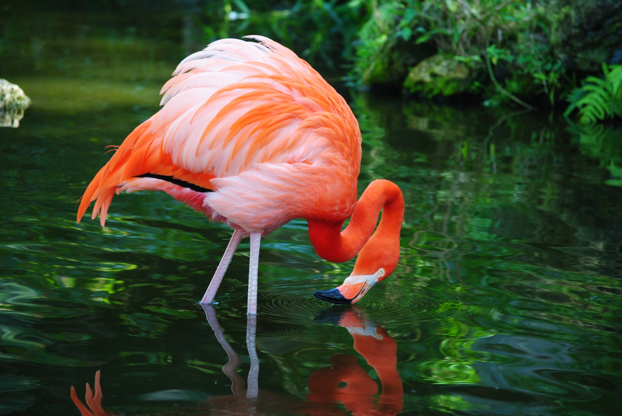 Flamingo drinking water in a pond HD Wallpaper