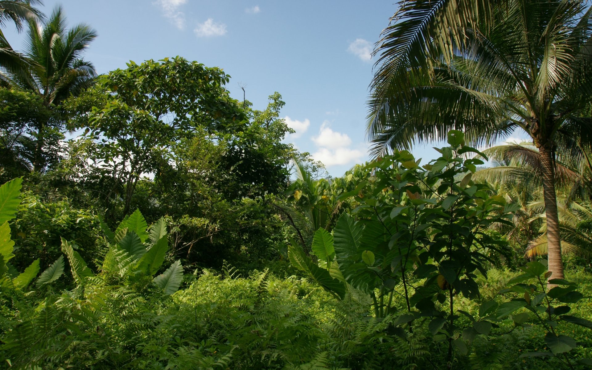 Jungle with palm trees and dense foliage HD Wallpaper