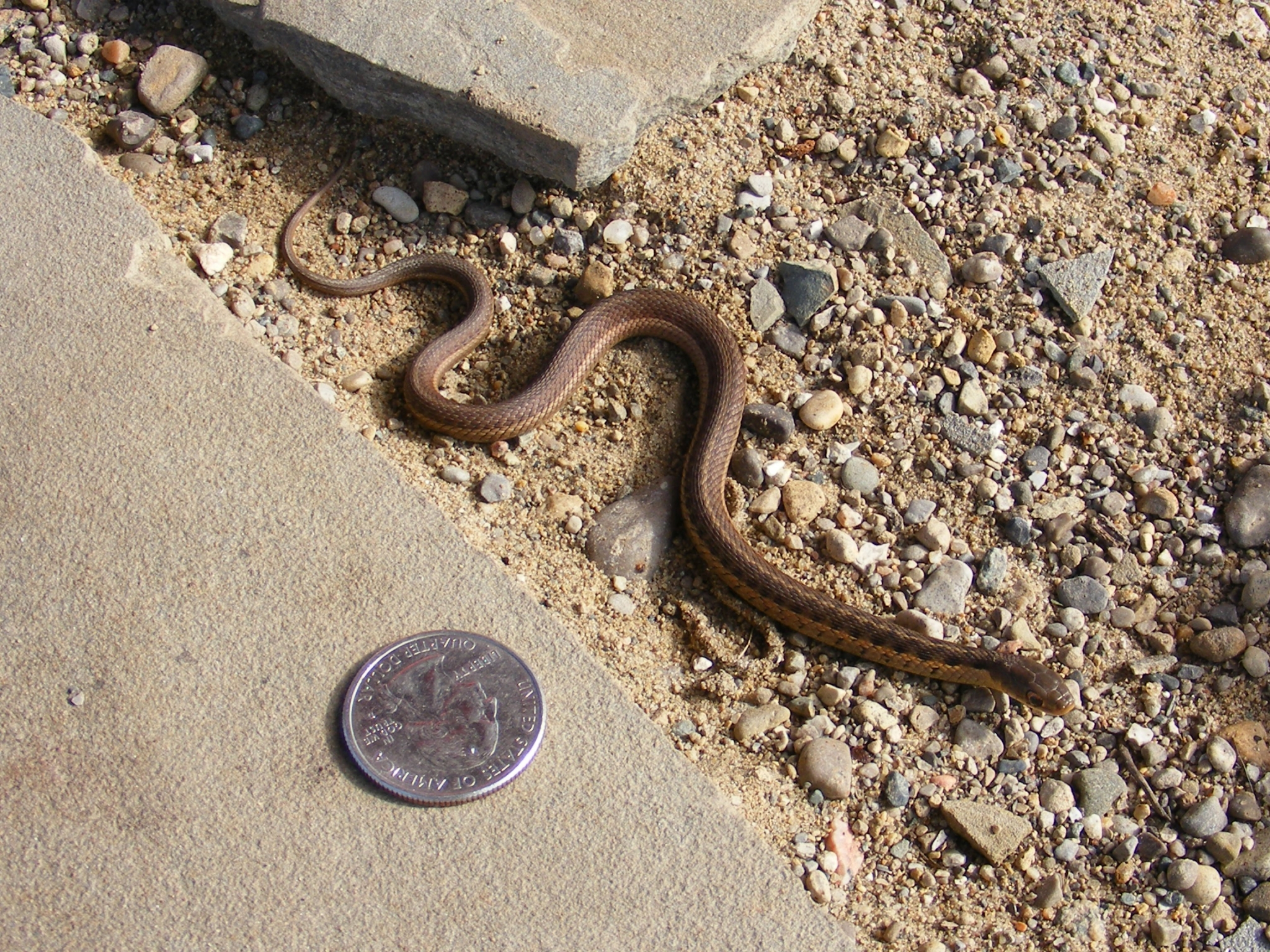 Snake on gravel with a quarter HD Wallpaper