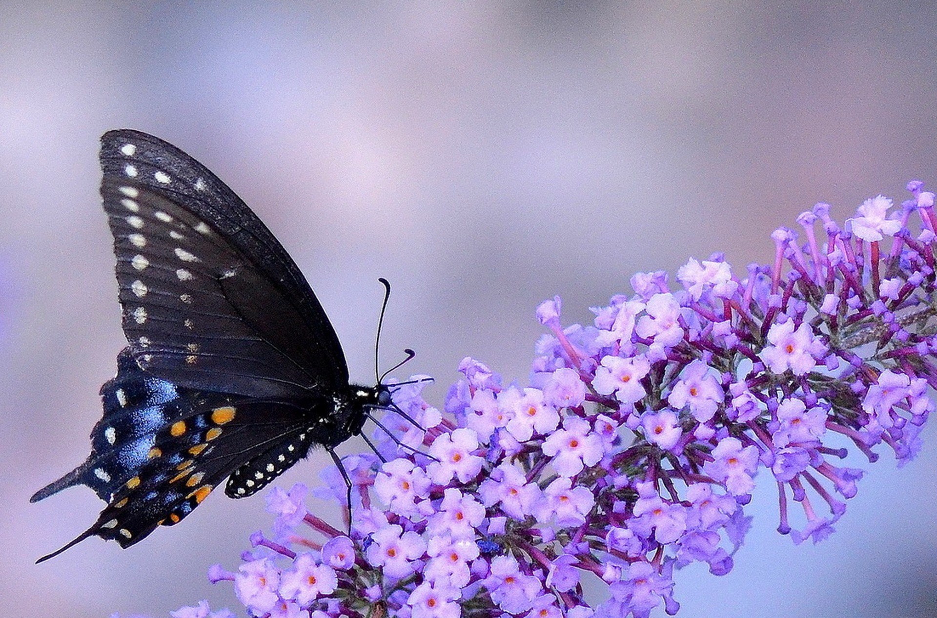 Black butterfly on purple flowers HD Wallpaper