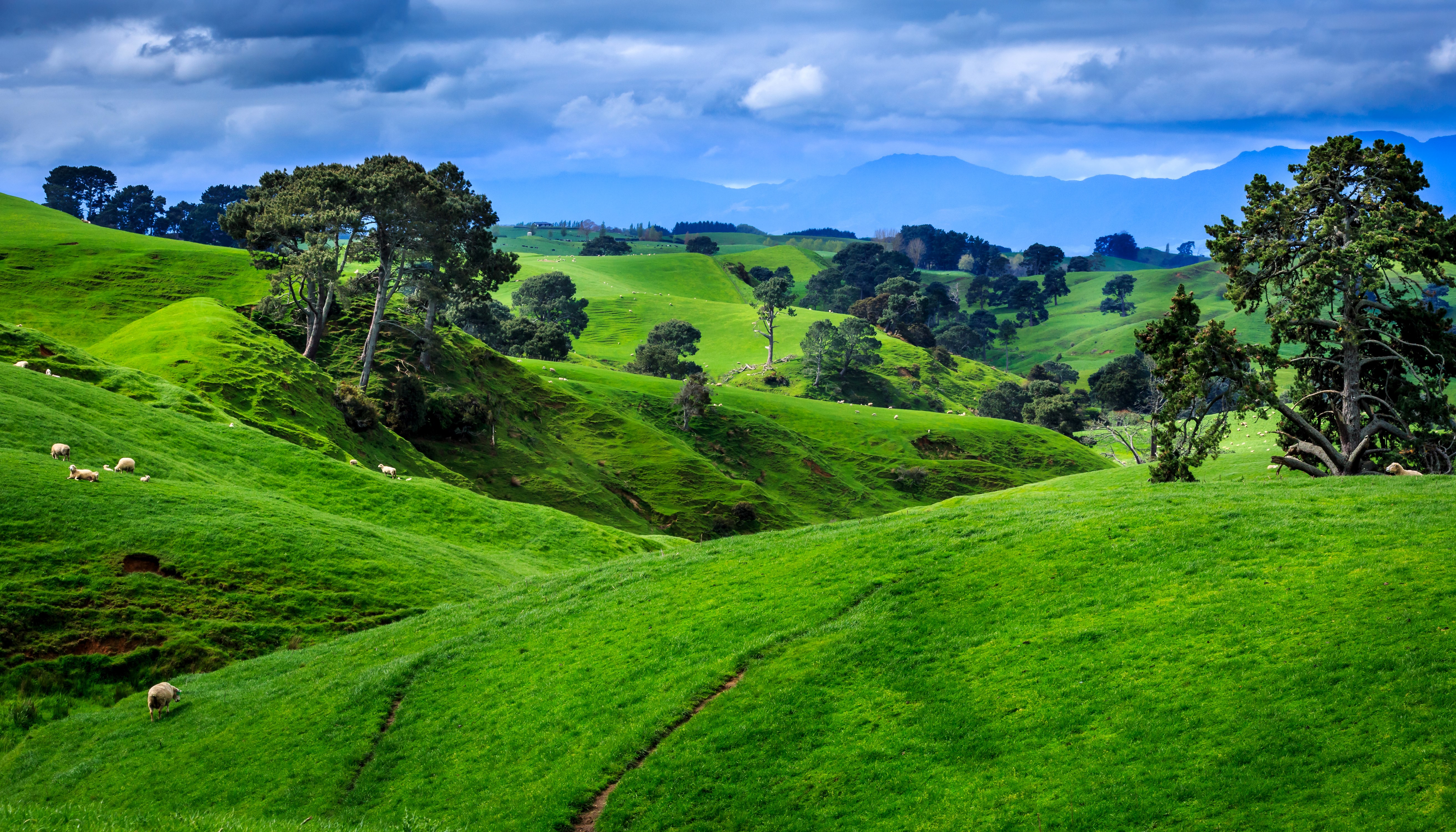 Rolling green hills with sheep and trees HD Wallpaper