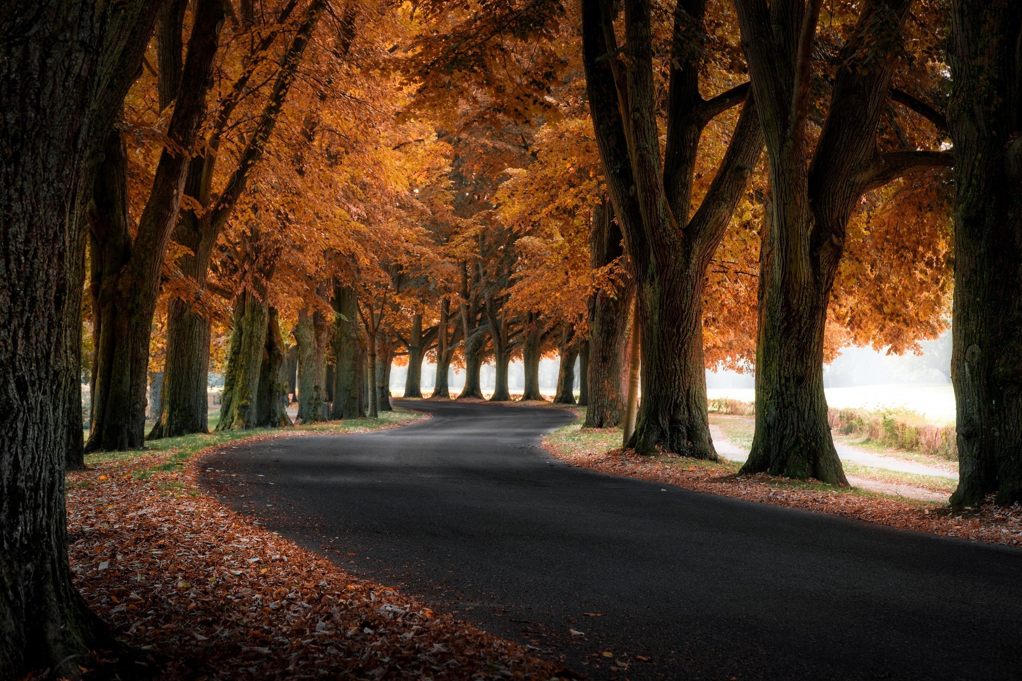 Autumn road lined with trees in fall colors HD Wallpaper
