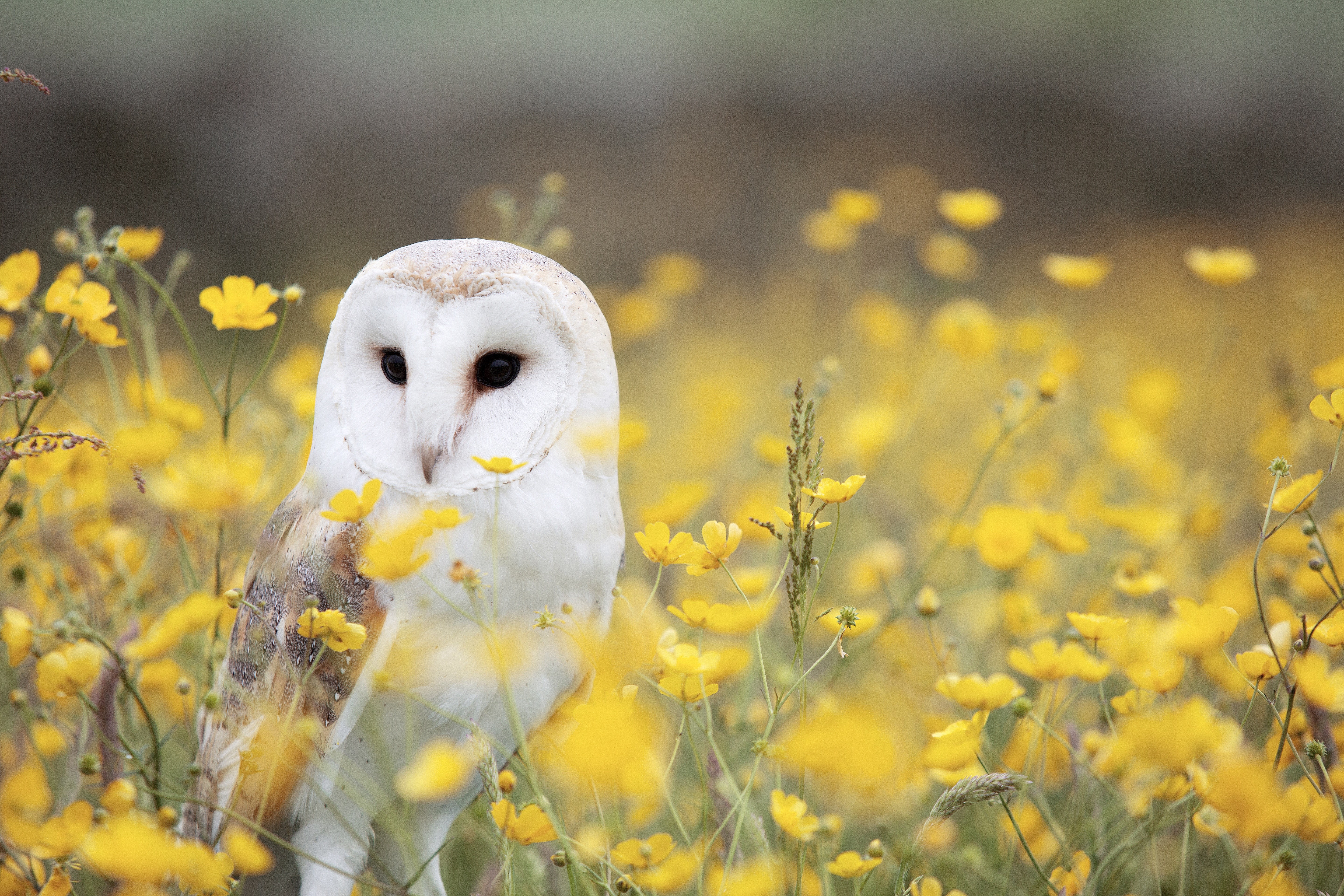 Barn owl in a field of yellow flowers HD Wallpaper