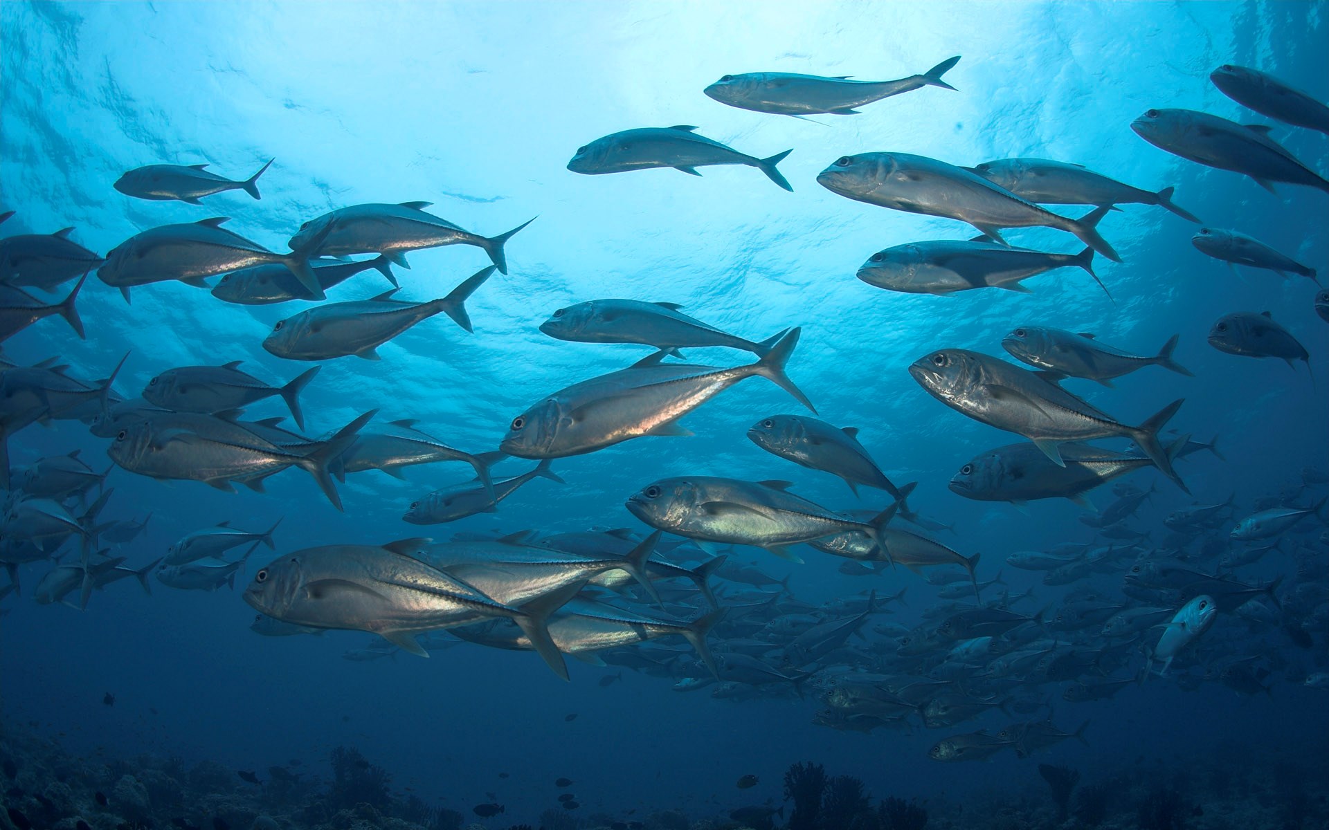 School of fish swimming in blue ocean water HD Wallpaper