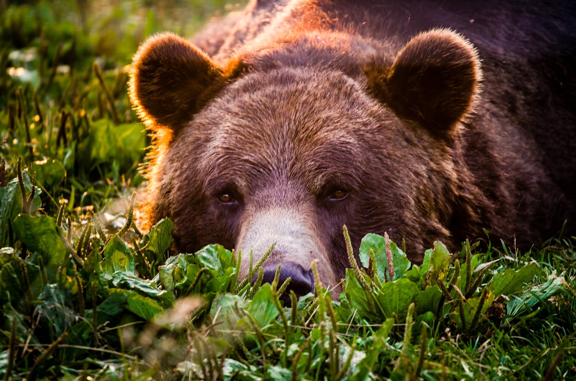 Brown bear lying in green grass HD Wallpaper