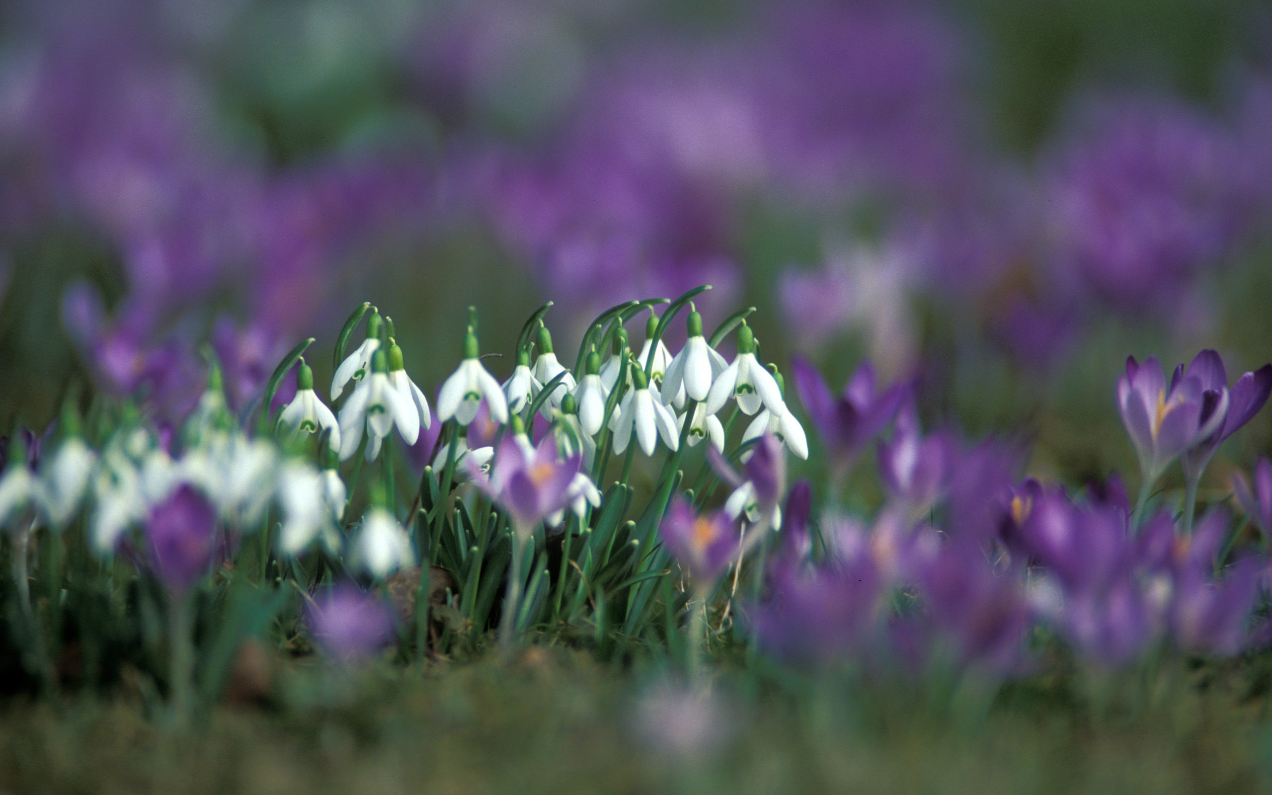 Snowdrops and crocuses in a field HD Wallpaper