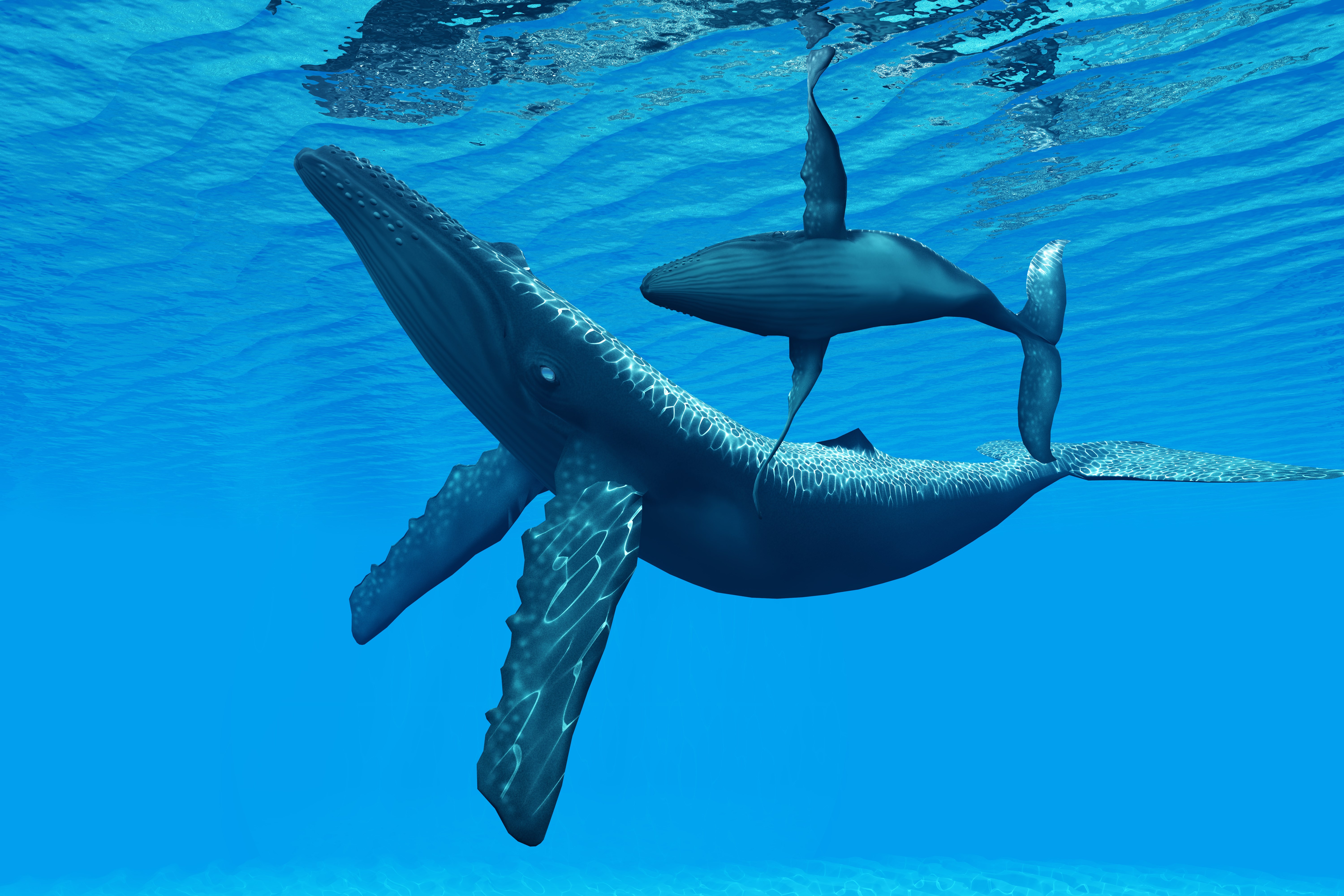 Two Humpback Whales Swimming in Blue Ocean HD Wallpaper