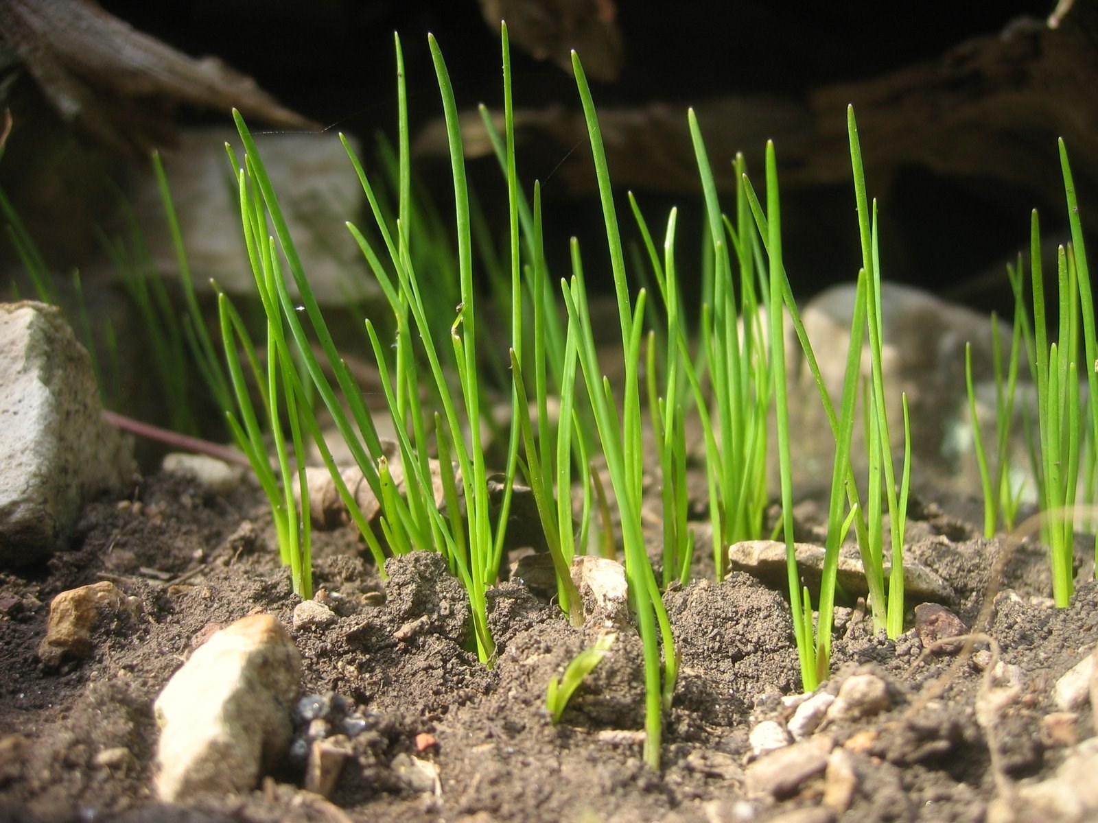 Close up of young grass sprouts in soil HD Wallpaper