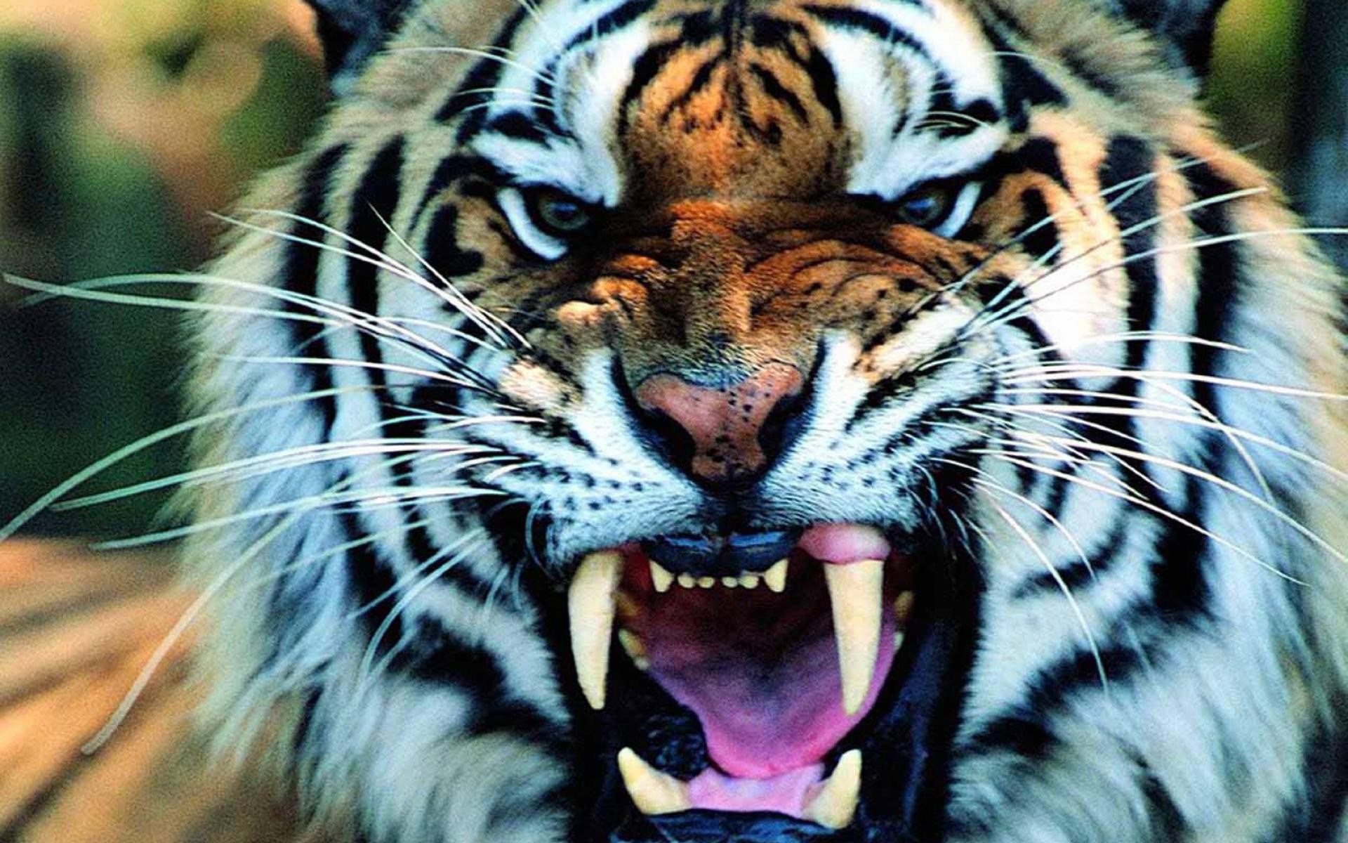 Close-up of a tiger roaring HD Wallpaper