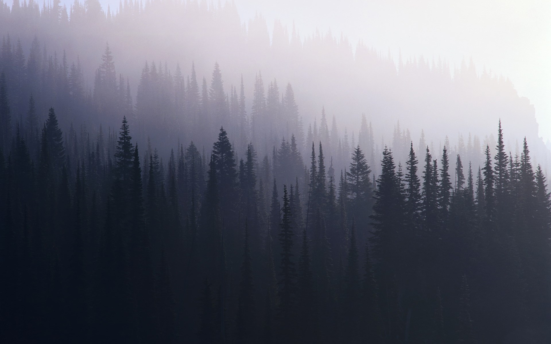 Misty forest with tall pine trees HD Wallpaper
