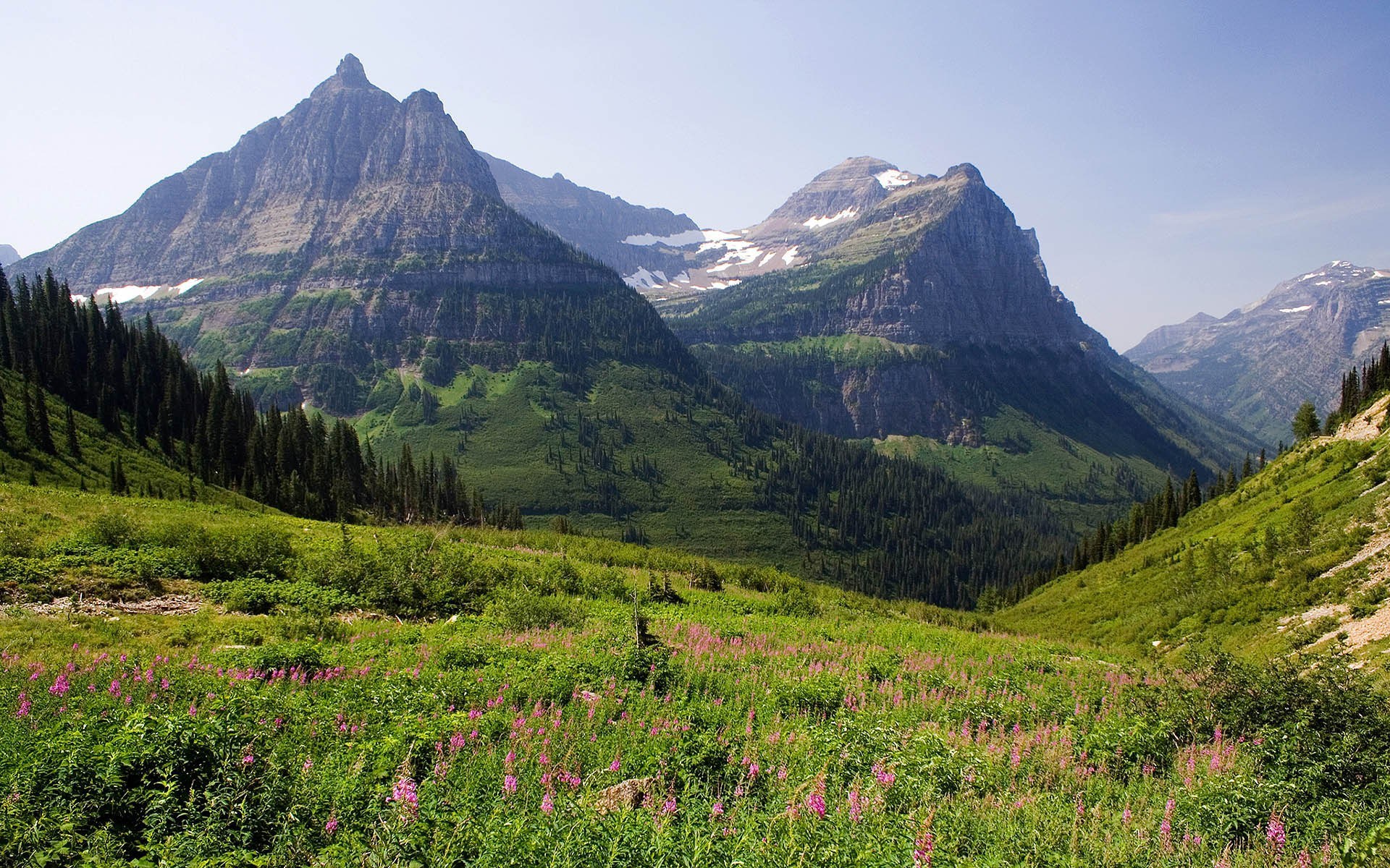 Mountain valley with wildflowers and pine trees HD Wallpaper