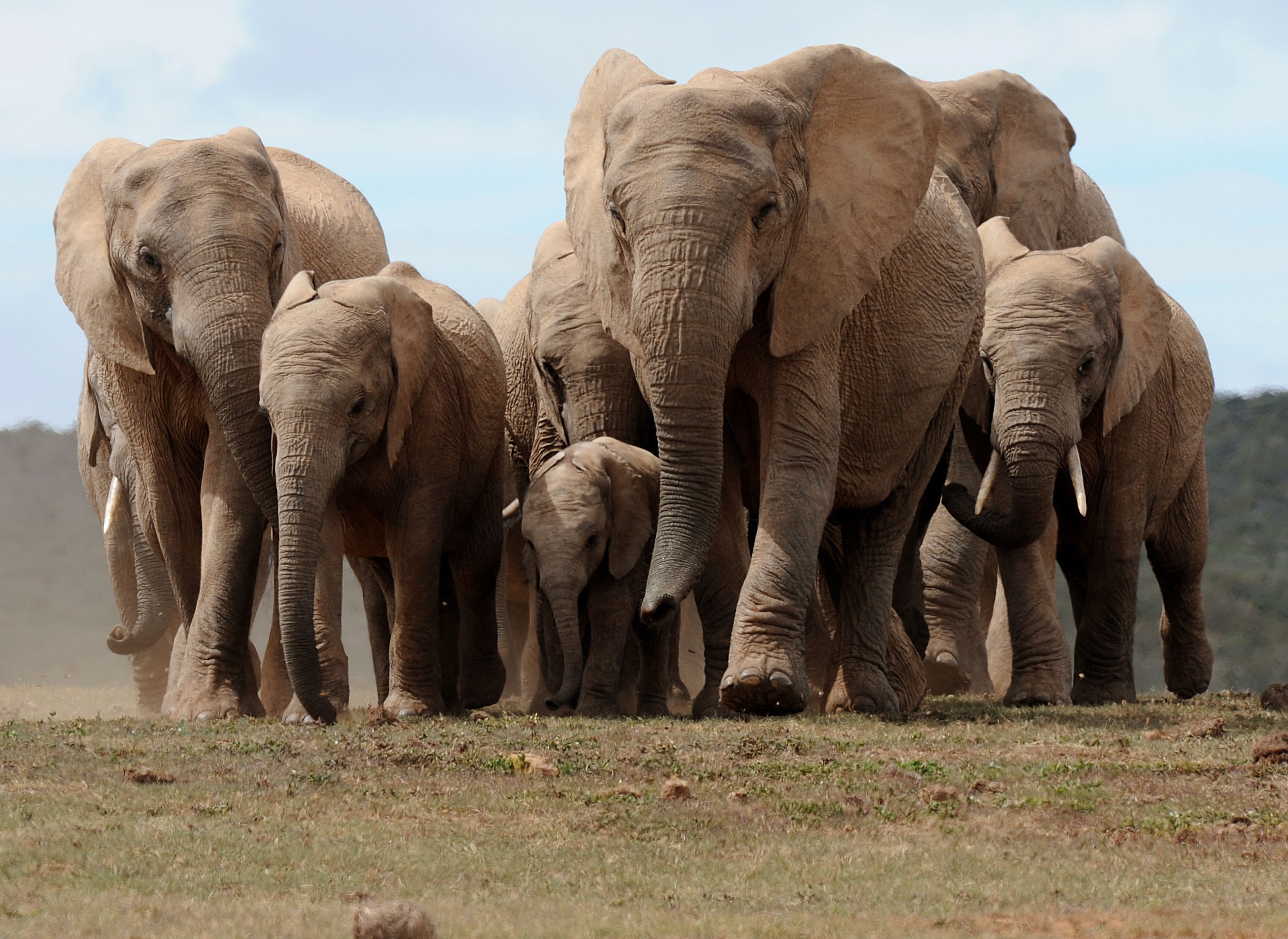 Majestic Herd of Elephants Walking Together HD Wallpaper