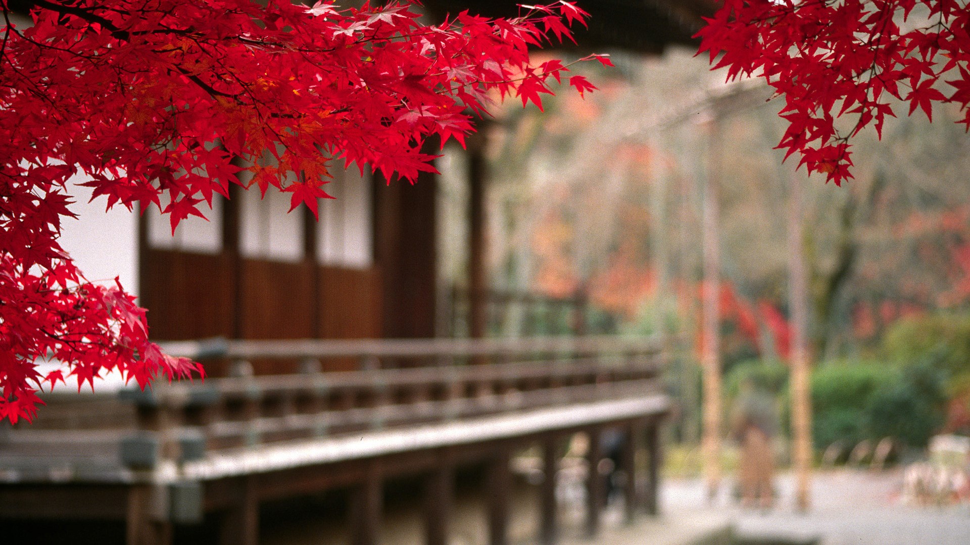 Bright Red Autumn Leaves Near Traditional Wooden Structure HD Wallpaper