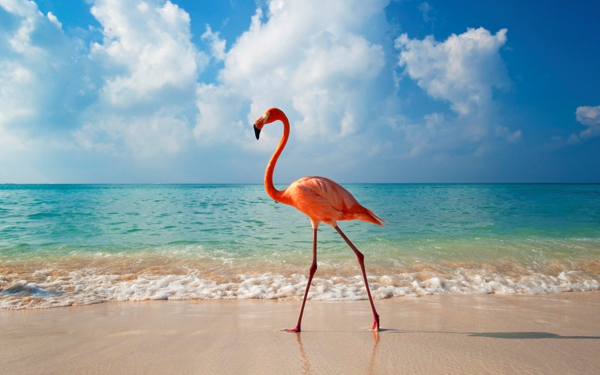 Flamingo walking on a tropical beach HD Wallpaper