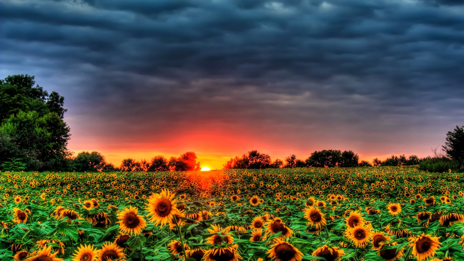 Sunflower field at sunset with stormy clouds HD Wallpaper