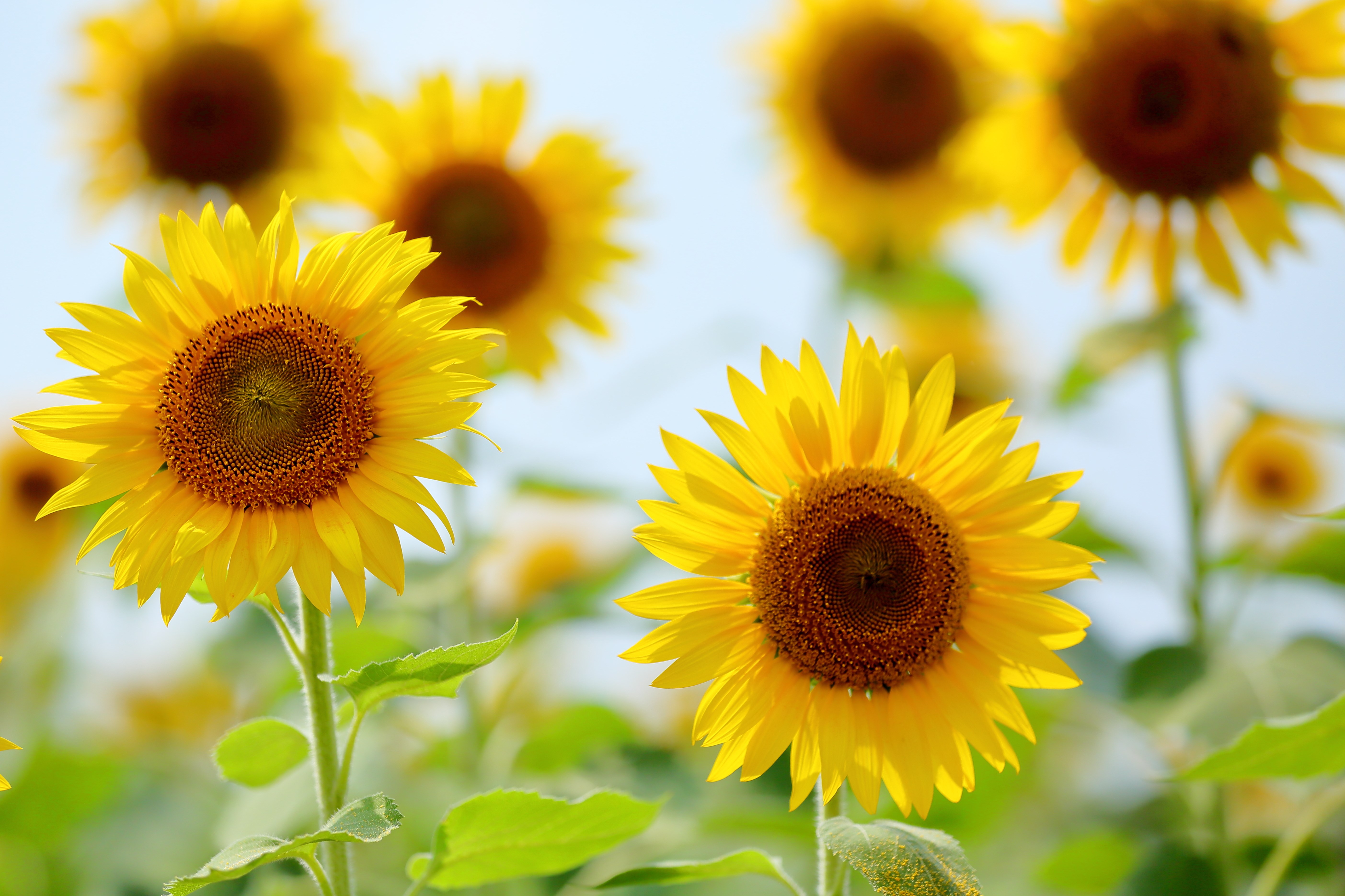 Field of Sunflowers in Bloom HD Wallpaper