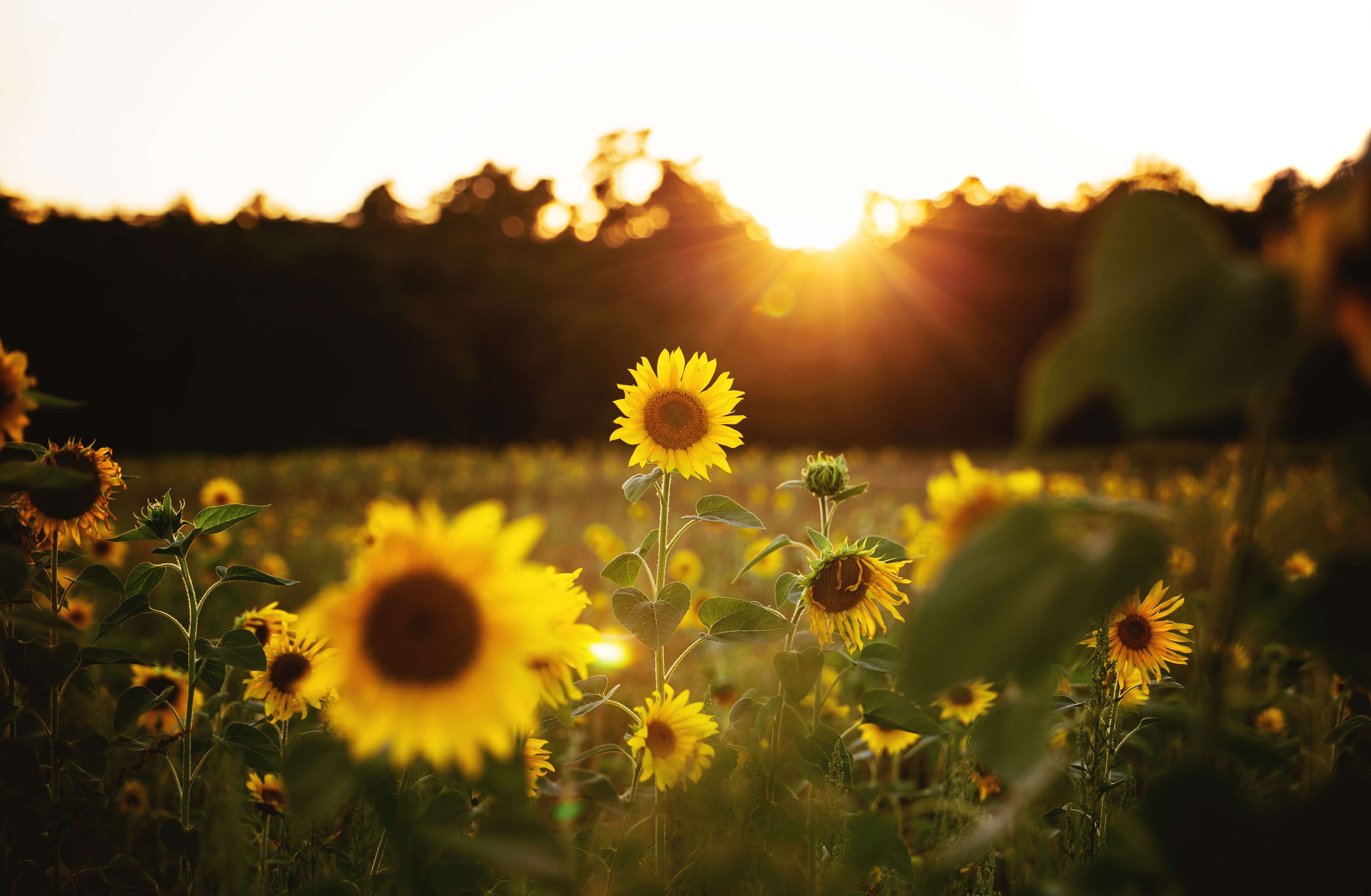 Field of Sunflowers at Sunset HD Wallpaper