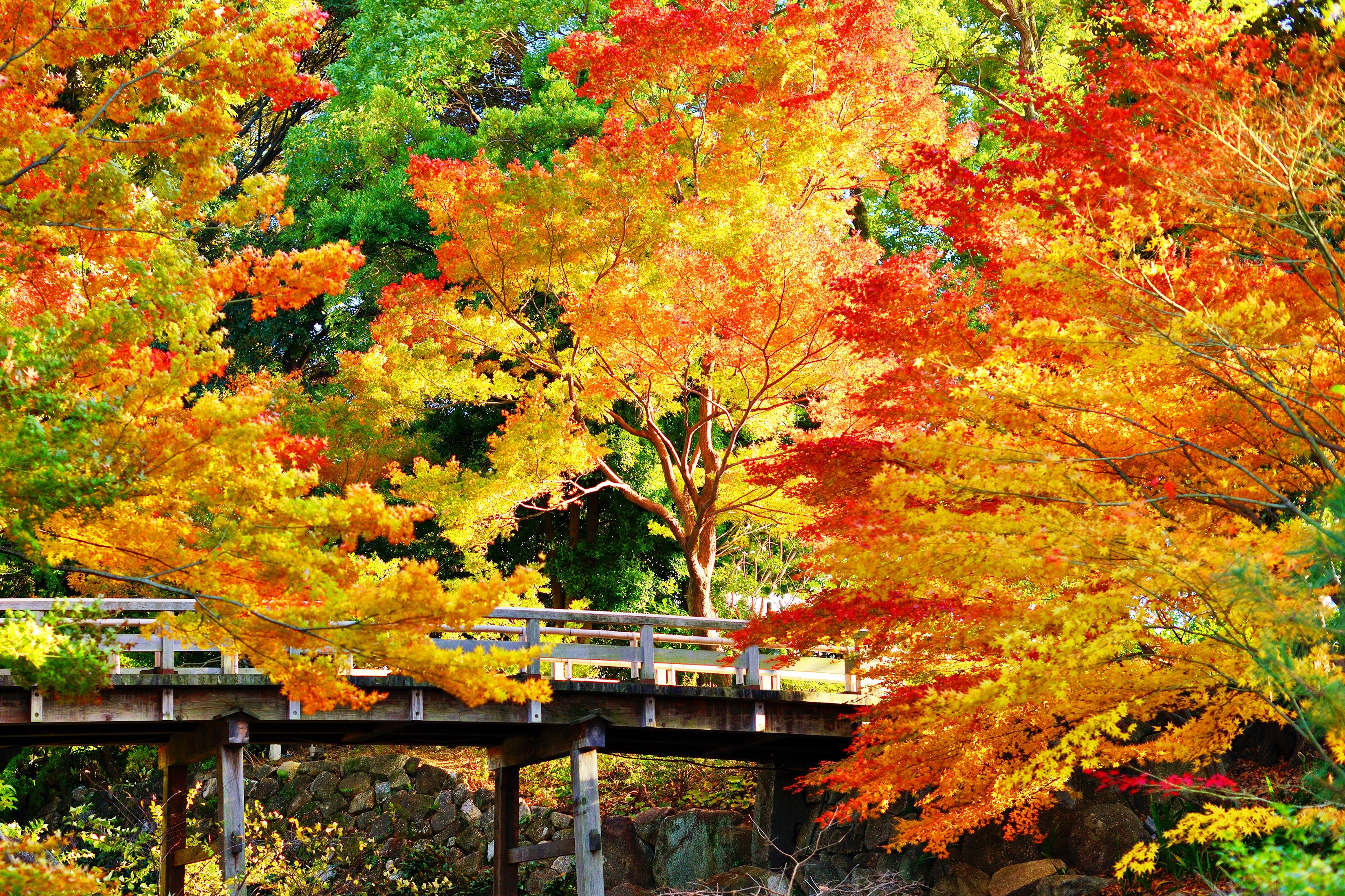 Autumn foliage over a wooden bridge HD Wallpaper