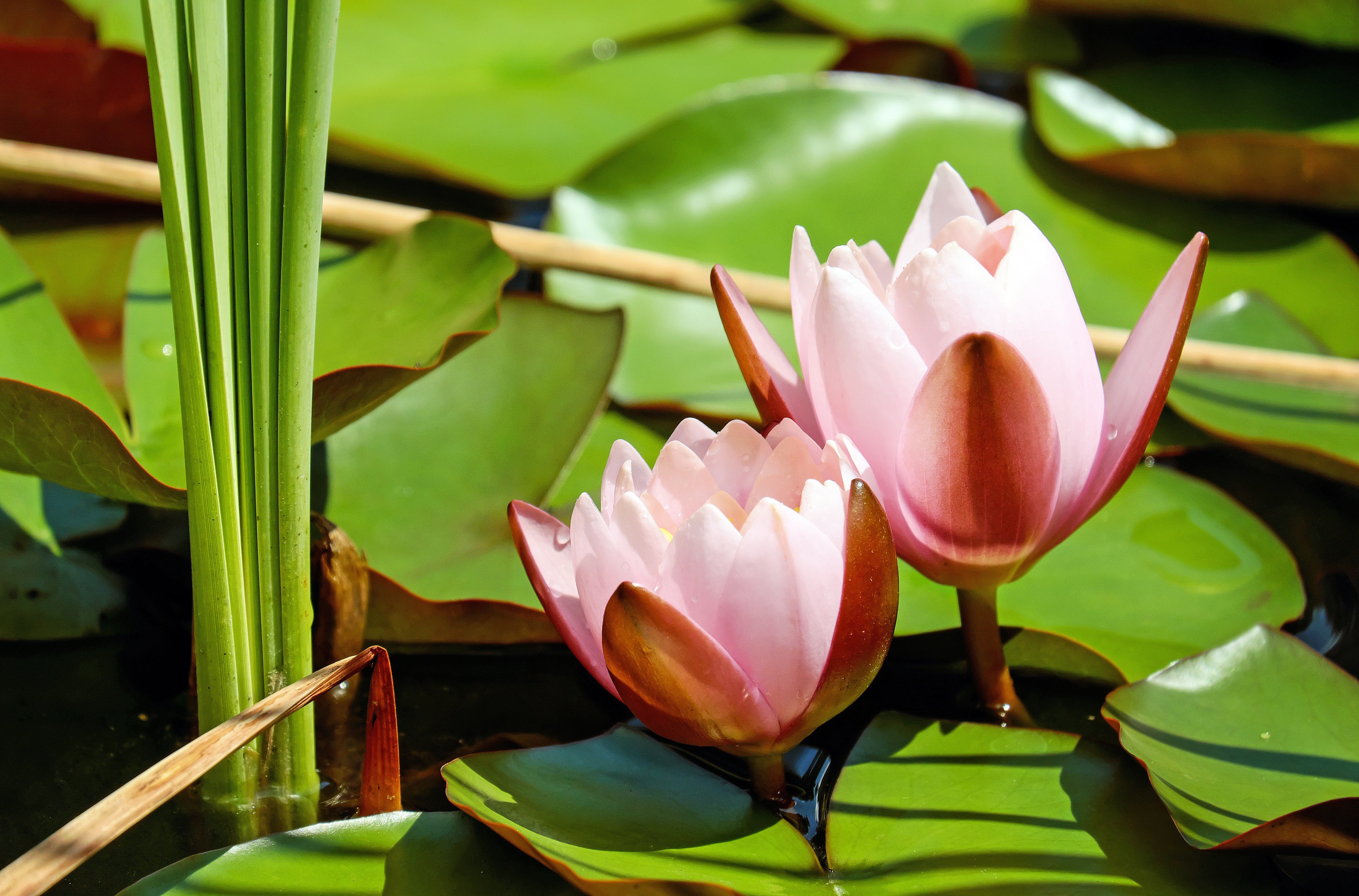 Pink water lilies on a pond HD Wallpaper