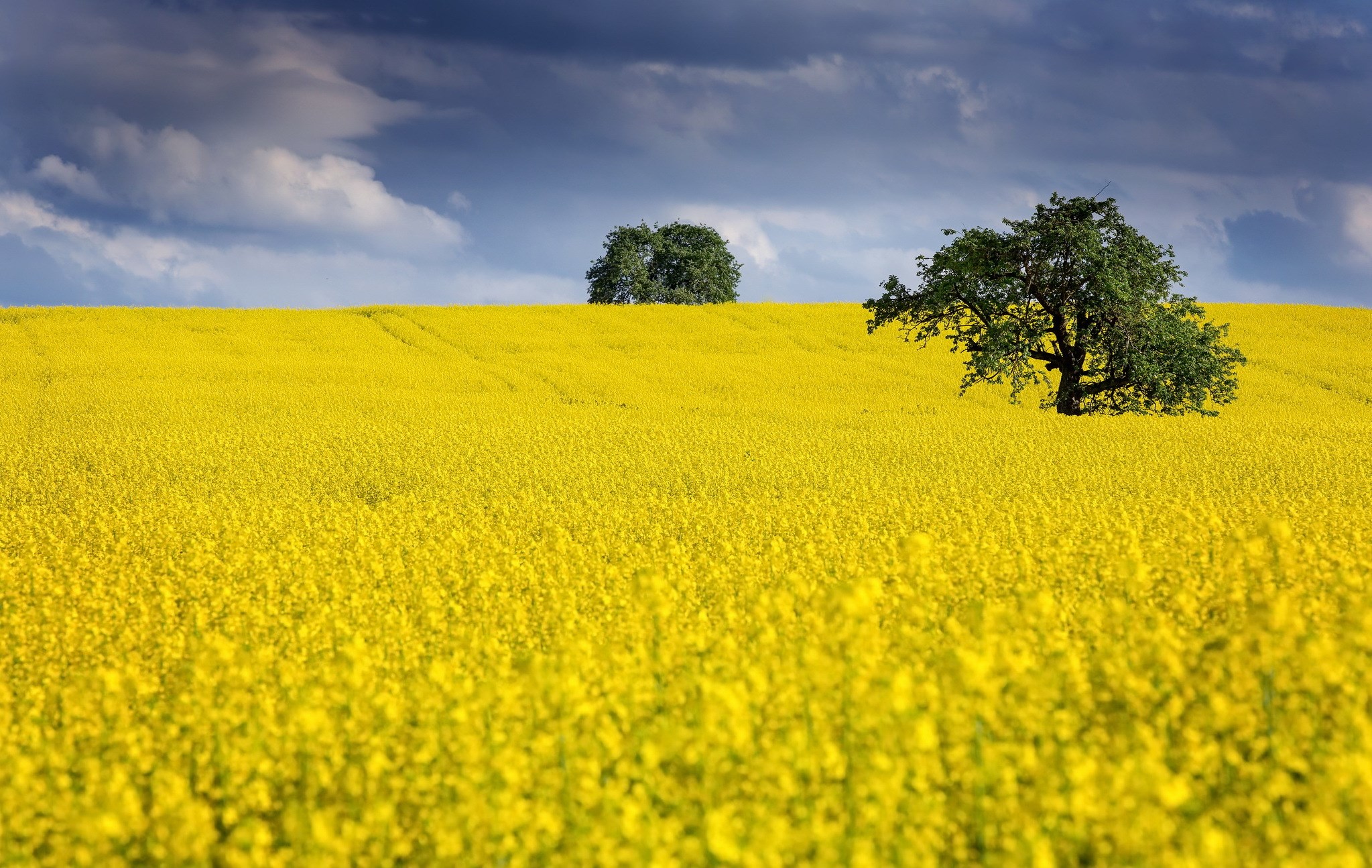 Field of yellow canola flowers with trees and stormy sky HD Wallpaper