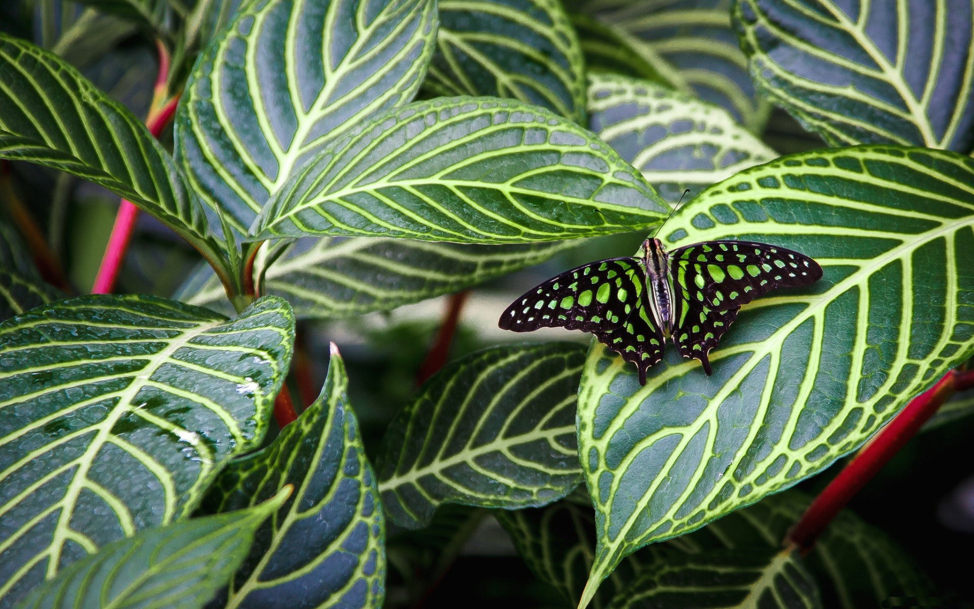 Green butterfly on a leaf HD Wallpaper
