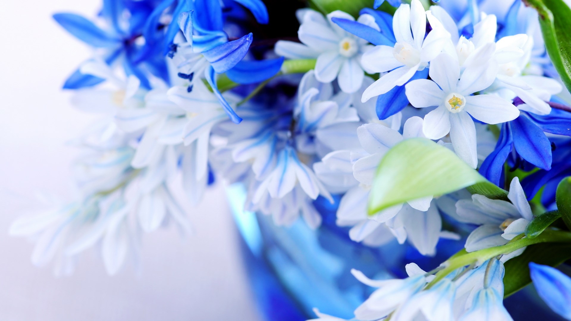 Blue and white flowers in a blue vase HD Wallpaper